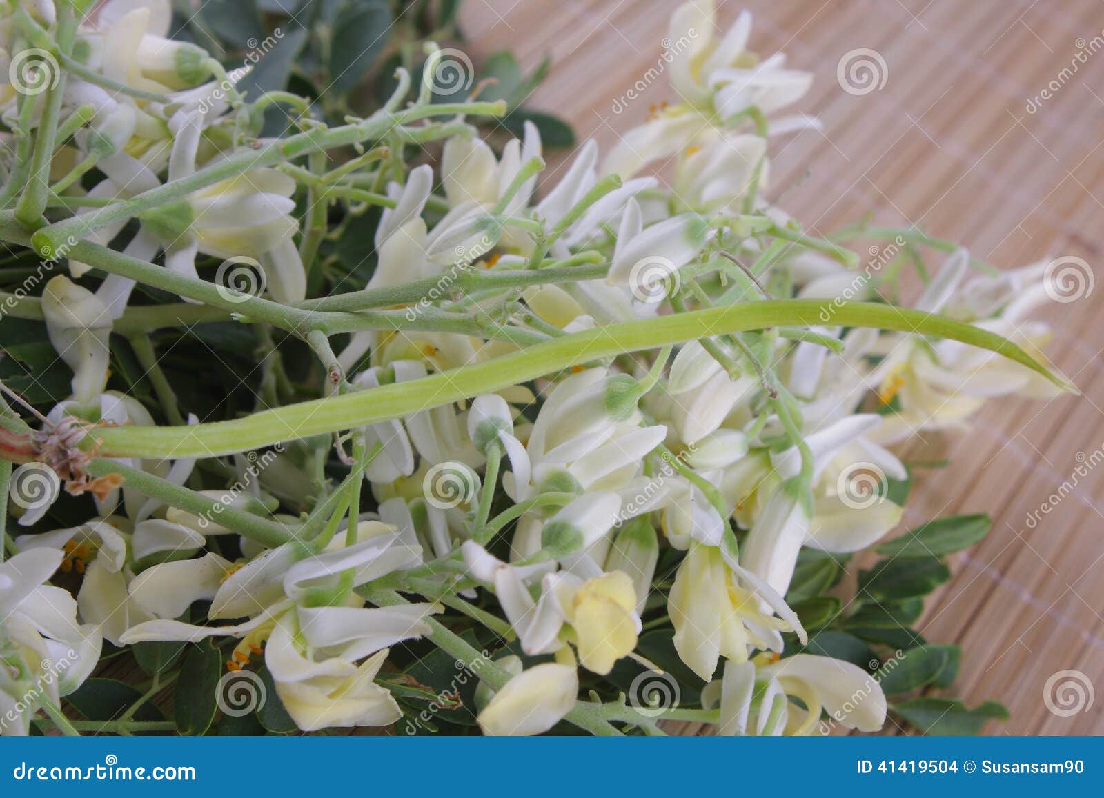Flower of Drumstick Vegetable or Moringa. Stock Photo Image of