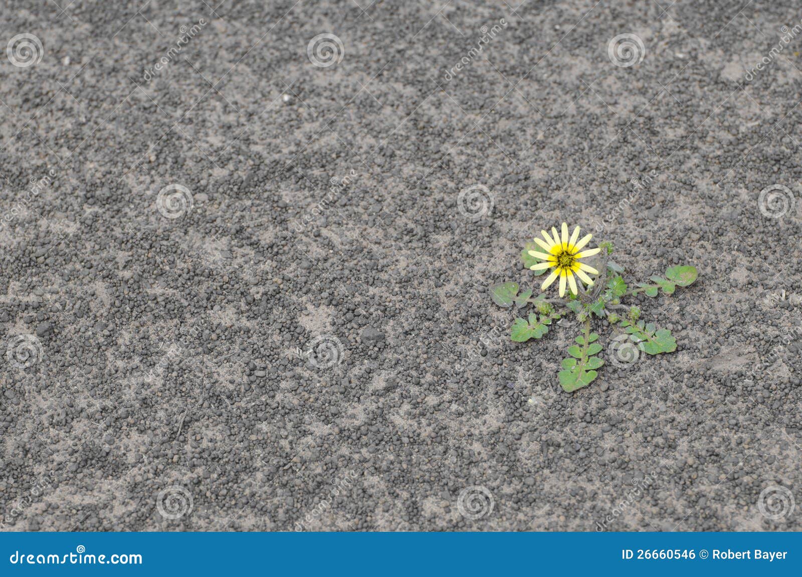 Flower on dry soil stock photo. Image of amazing, garden 26660546