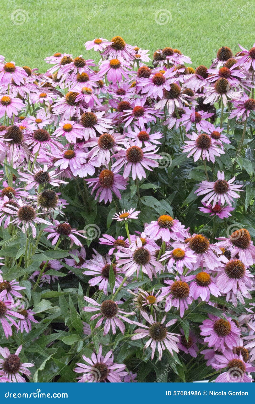 Flower - Echinacea - Bravado Stock Photo - Image of nature