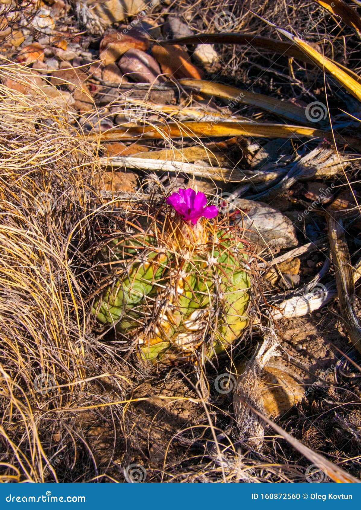 flower echinocactus horizonthalonius, turk`s head cactus in the texas desert