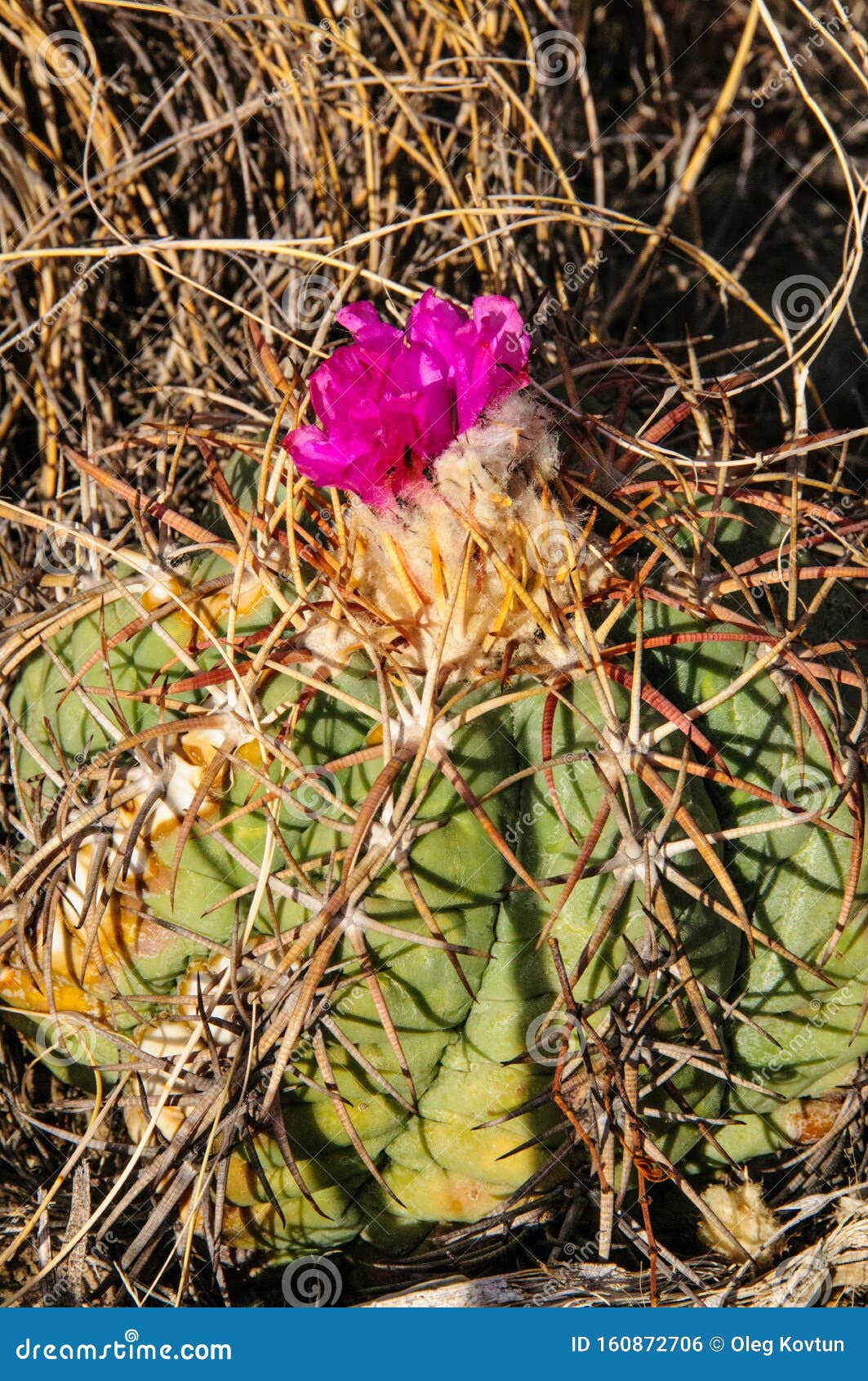 flower echinocactus horizonthalonius, turk`s head cactus in the texas desert