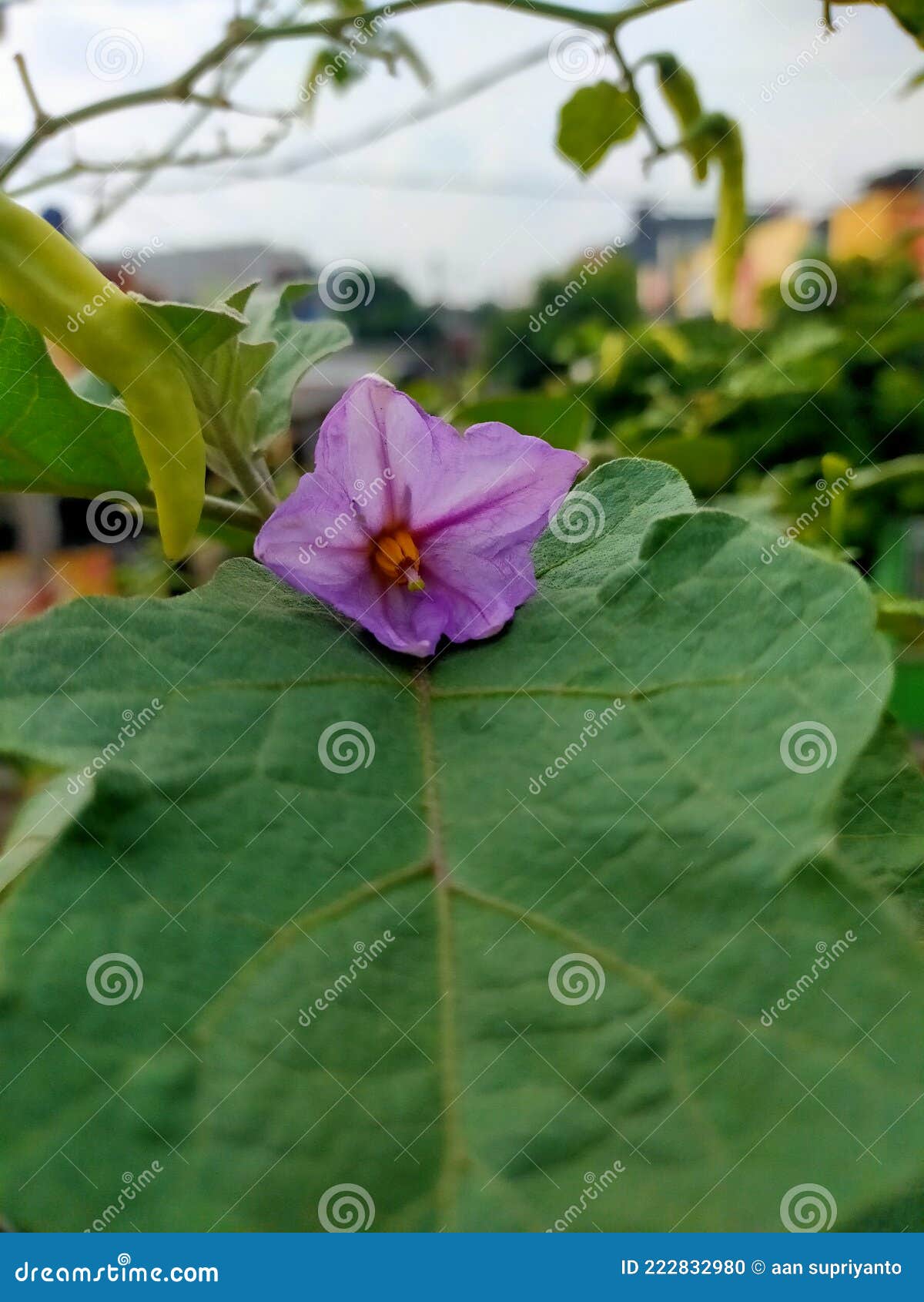 The flower of egg plant stock photo. Image of solanum 222832980