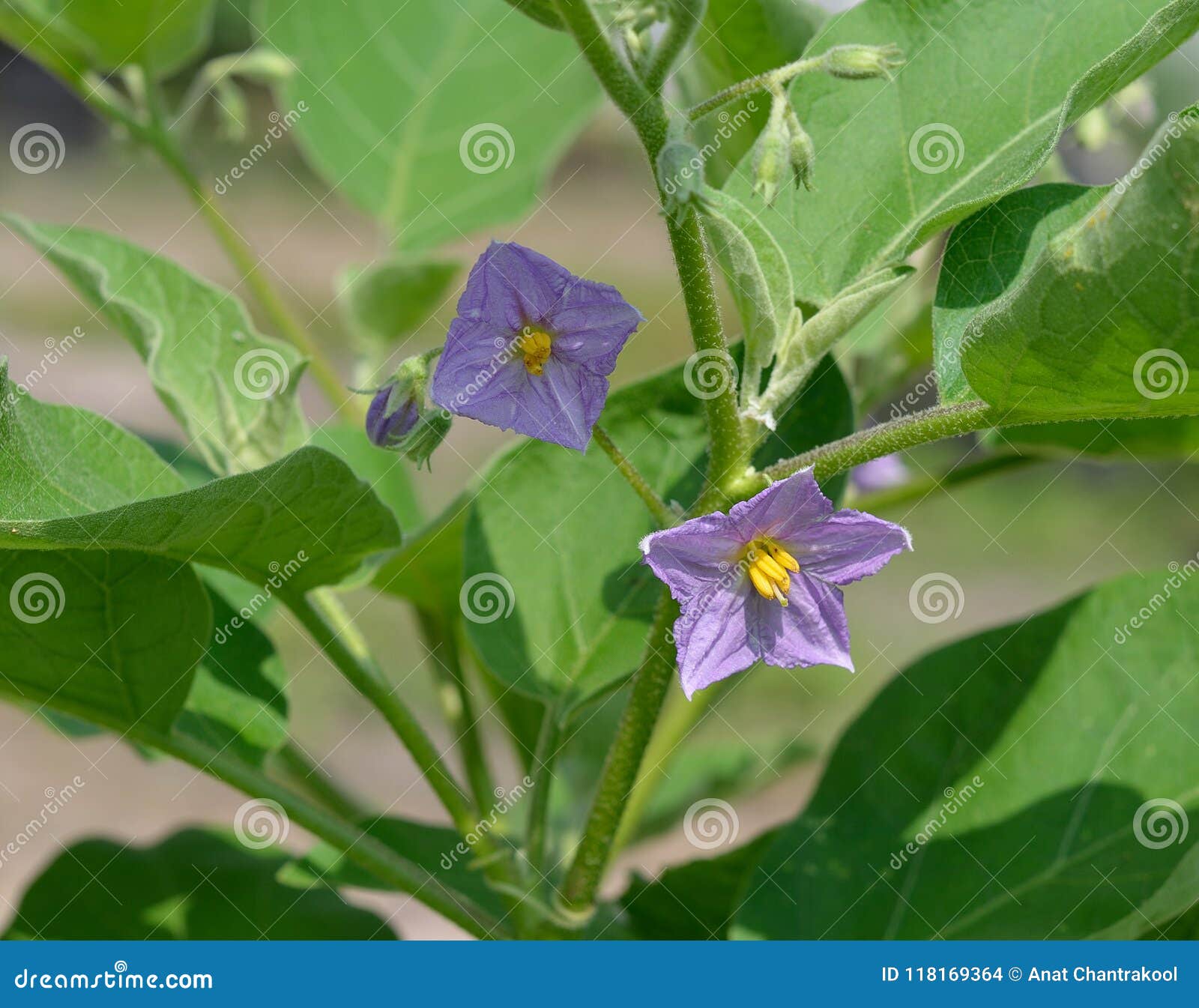 Flower of eggplant stock photo. Image of closeup, eggplant 118169364