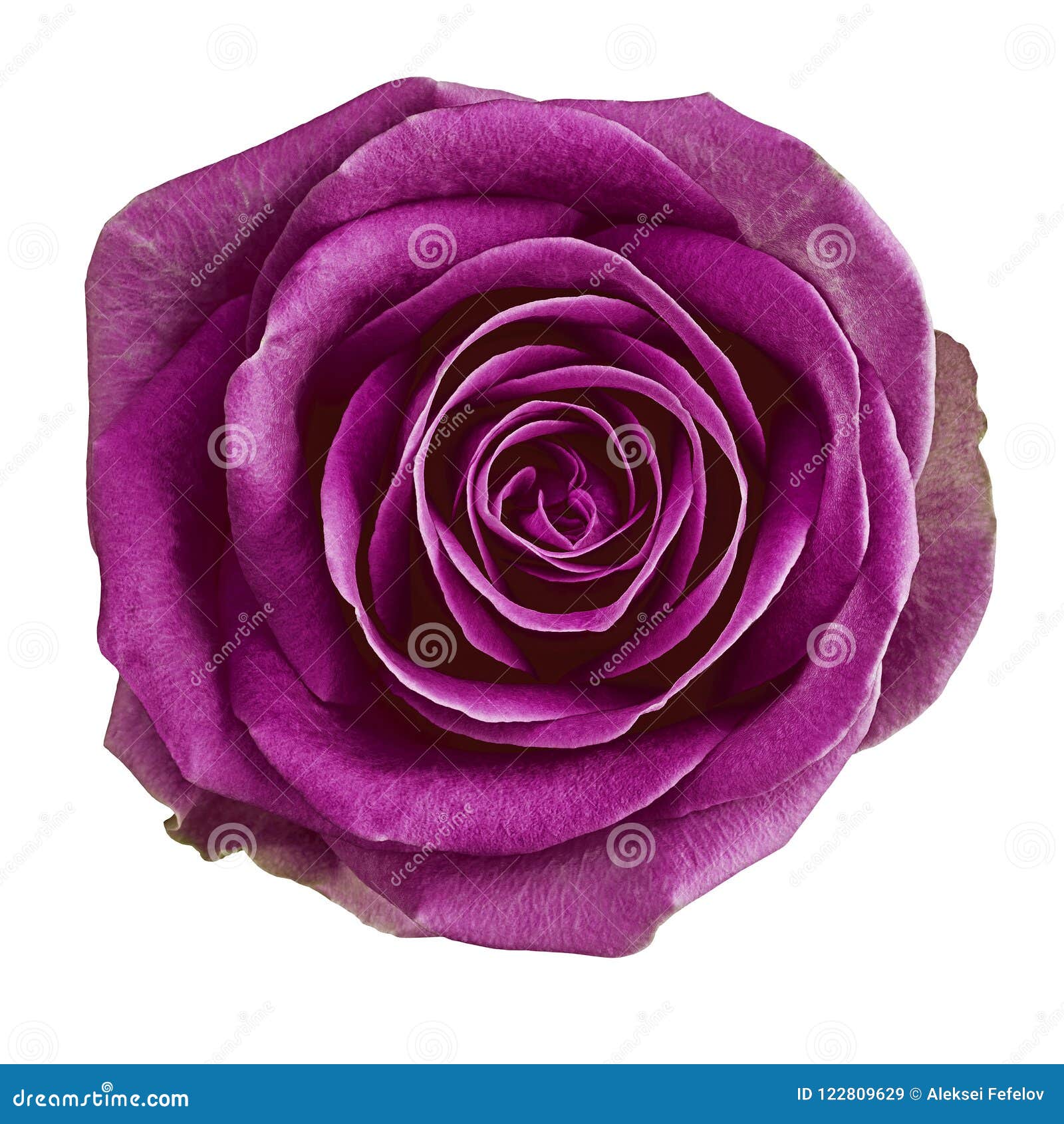 Flower Eggplant Rose Isolated on White Background. Closeup Stock Image