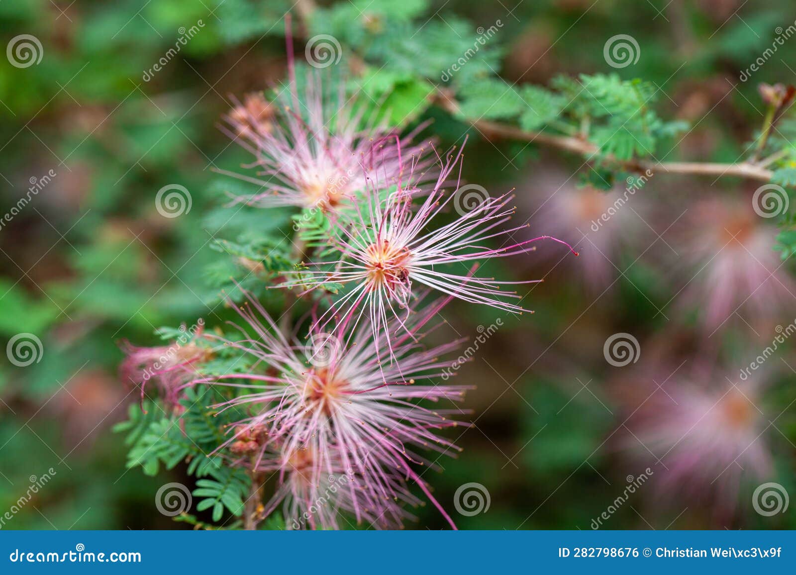 Flower of a Fairy Duster, Calliandra Eriophylla Stock Photo Image of
