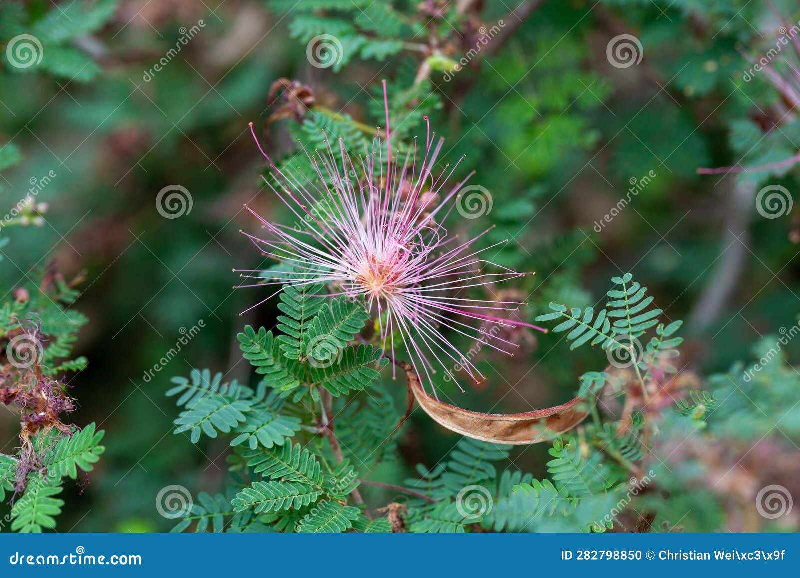 Flower of a Fairy Duster, Calliandra Eriophylla Stock Photo Image of