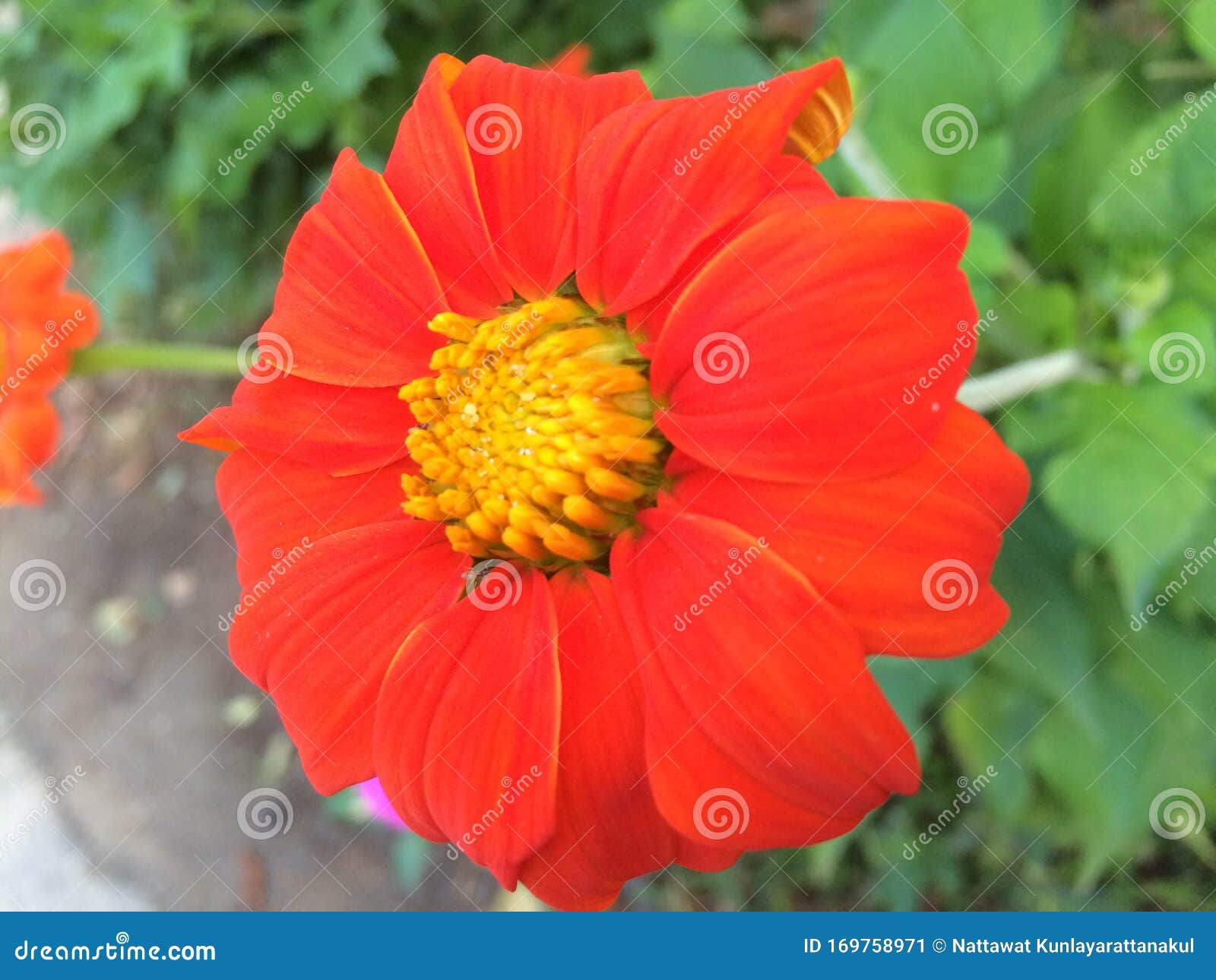 Is a Flower that Feels Bright Stock Image Image of good, feels 169758971