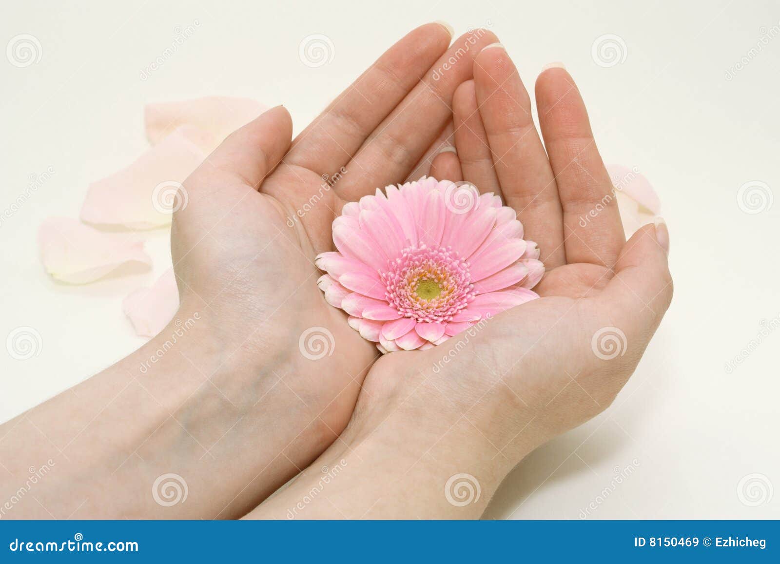 Flower in female hands stock image. Image of arrangement 8150469