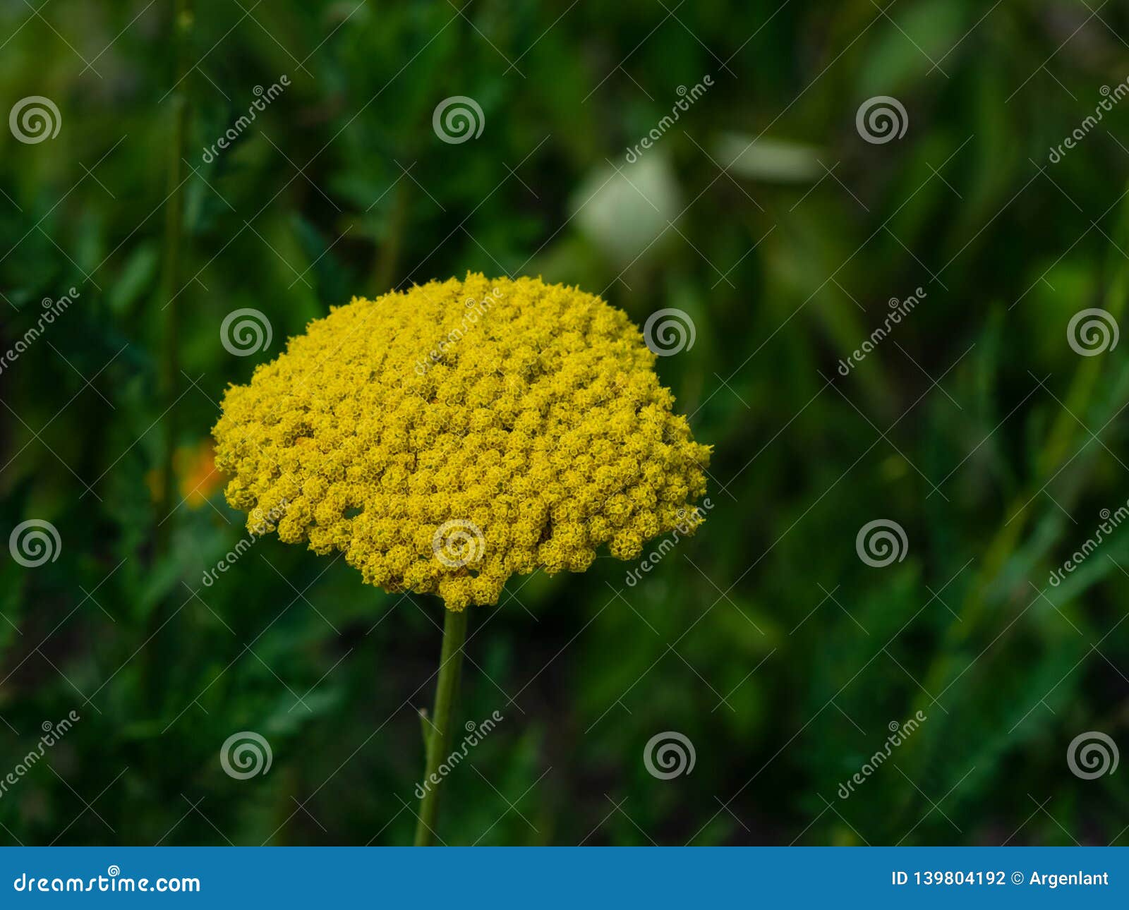 flower of fernleaf yarrow or achillea filipendulina macro, selective focus, shallow dof