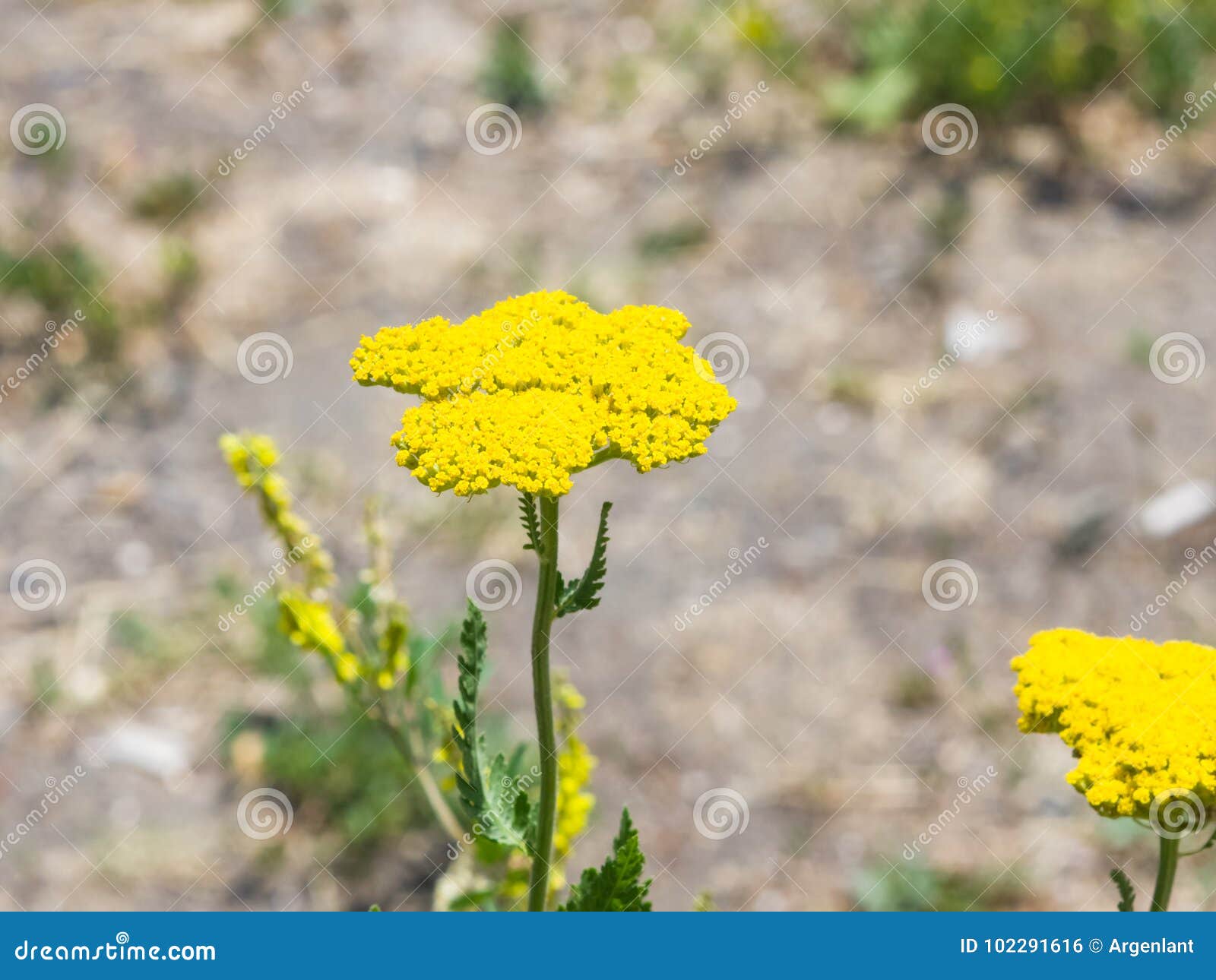 flower of fernleaf yarrow or achillea filipendulina macro, selective focus, shallow dof