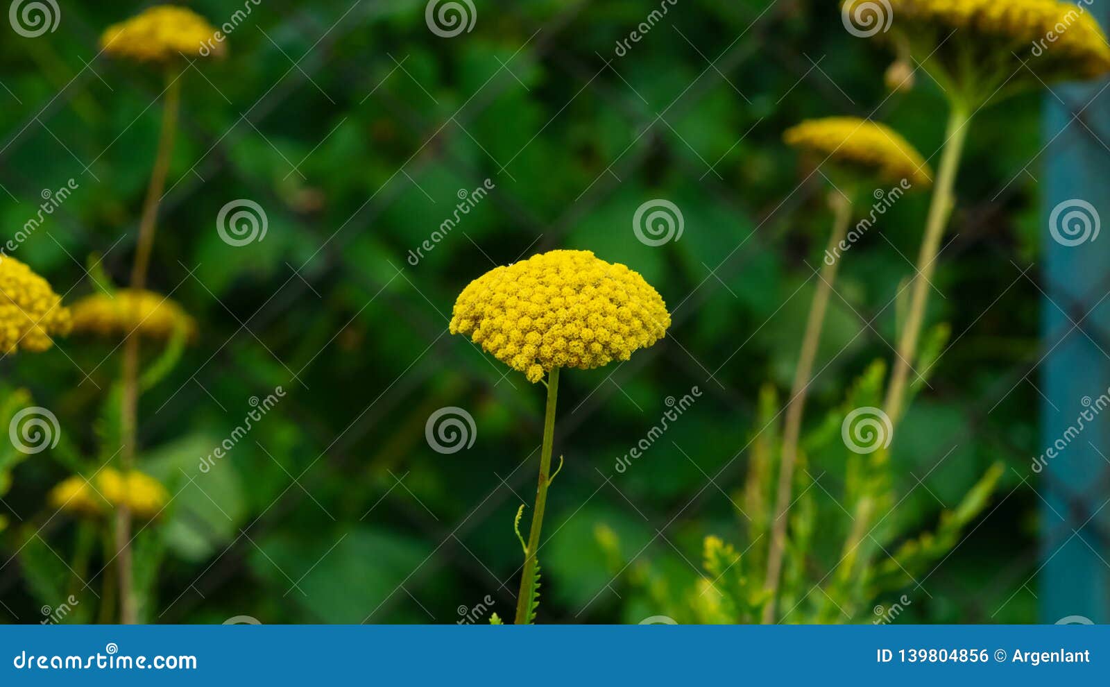 Flower Of Fernleaf Yarrow Or Achillea Filipendulina Macro, Selective Focus, Shallow DOF Stock