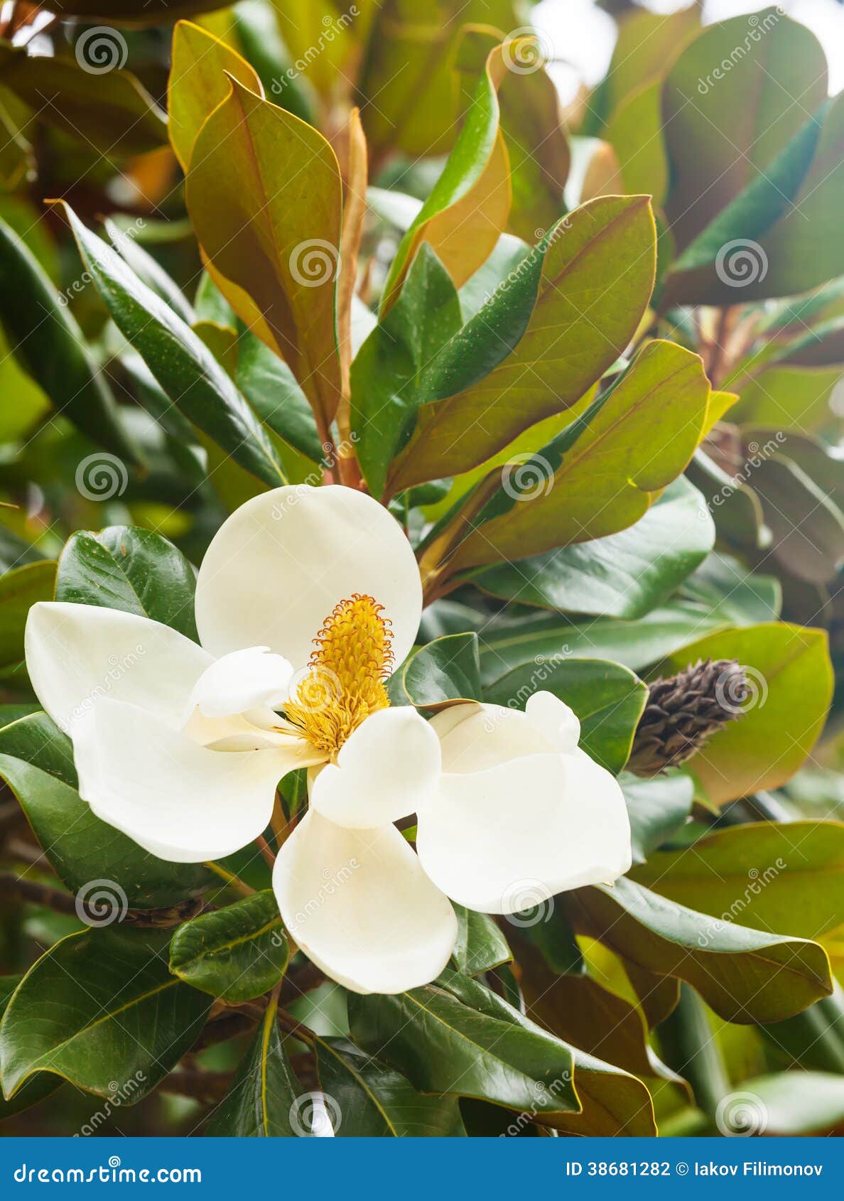 Flower of ficus stock photo. Image of blooming, outdoor - 38681282 Flower of ficus stock photo. Image of blooming, outdoor - 38681282