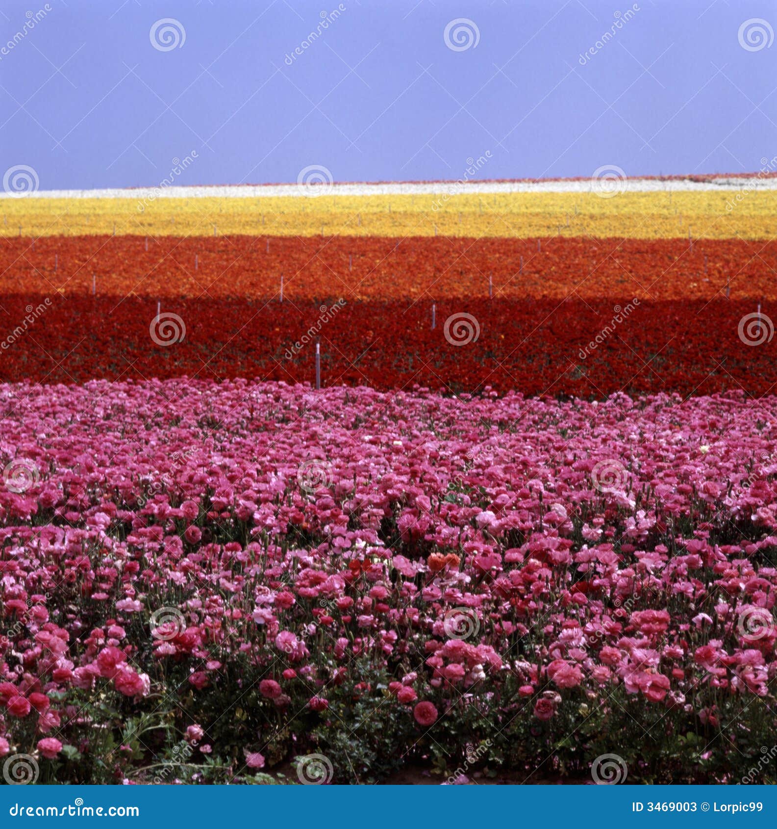 Flower field stock image. Image of flora, califronia, blue 3469003