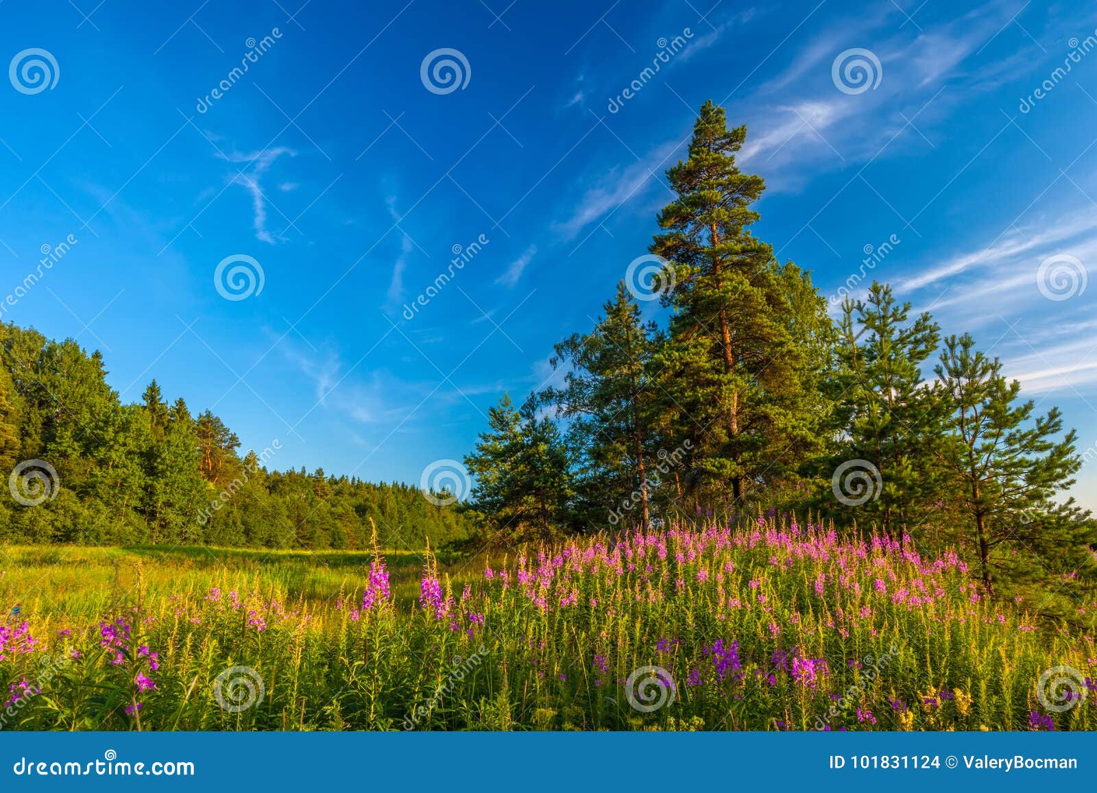 chamerion, vyborgsky district, russia.