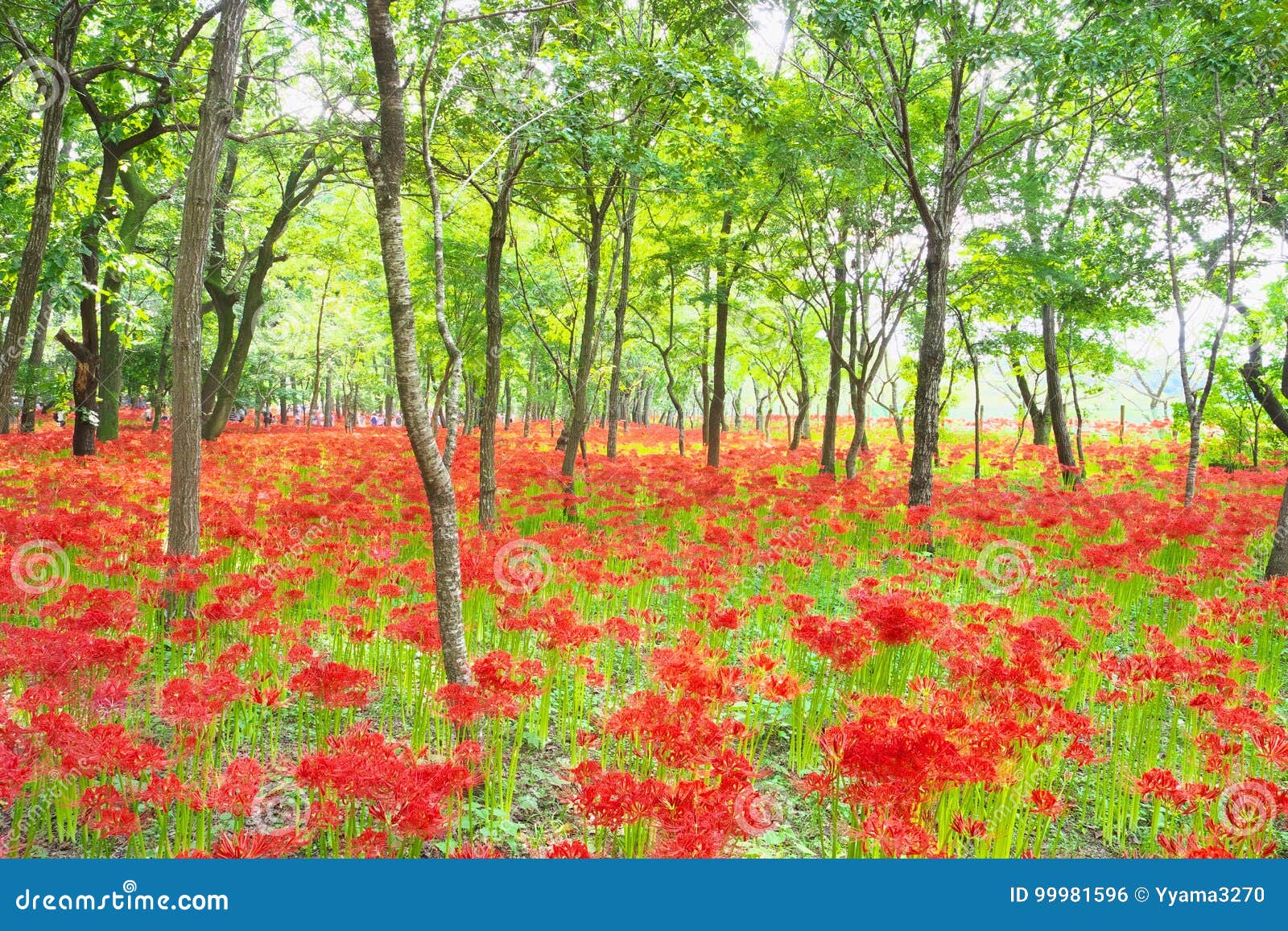 flower field of cluster amaryllis