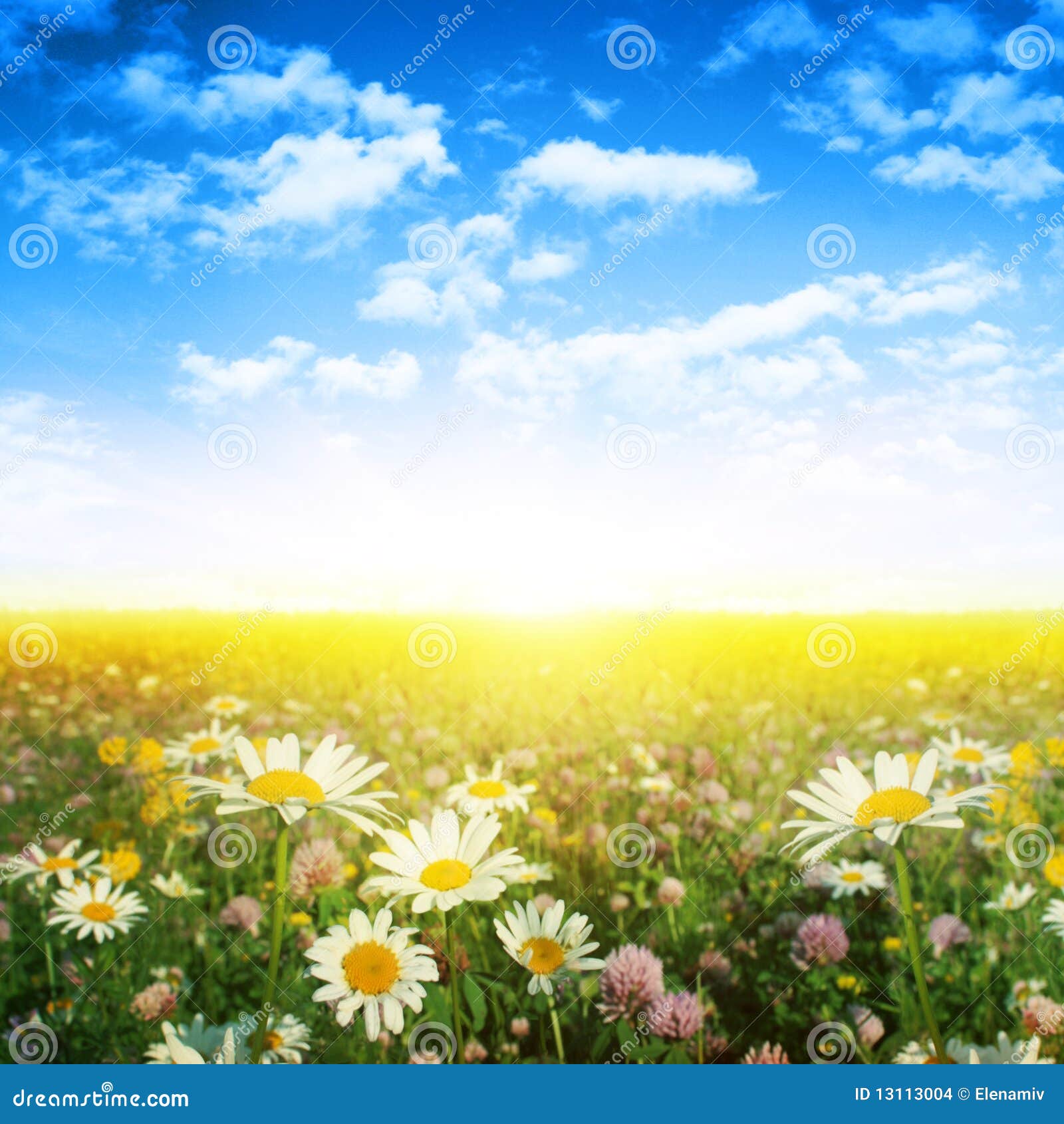 Flower Field on Summer Day. Stock Photo Image of scene, landscape 13113004