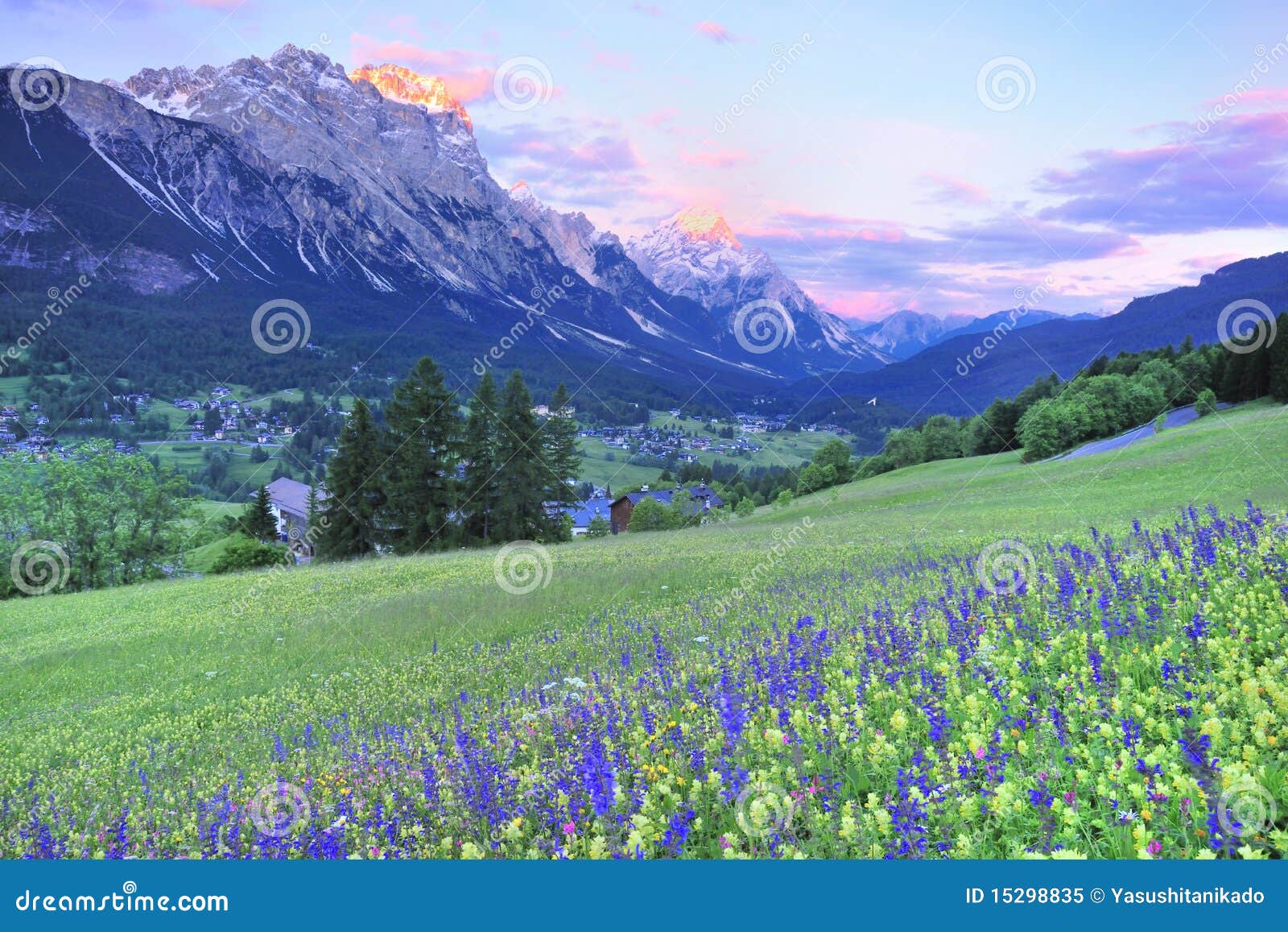 flower field and sunset at dolomite