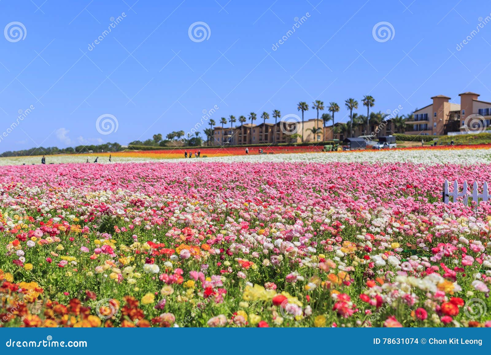 the flower fields
