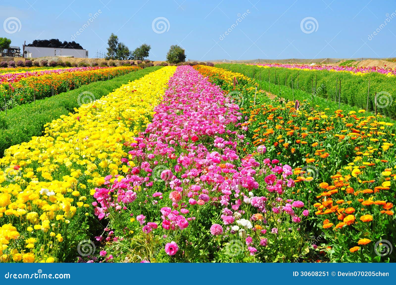 the flower fields of carlsbad