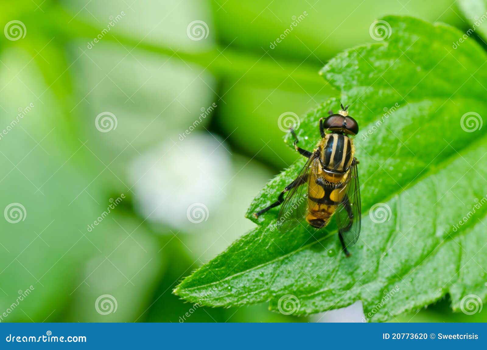 Flower Files or Fruit Flies in Green Nature Stock Photo Image of yellow, colorful 20773620
