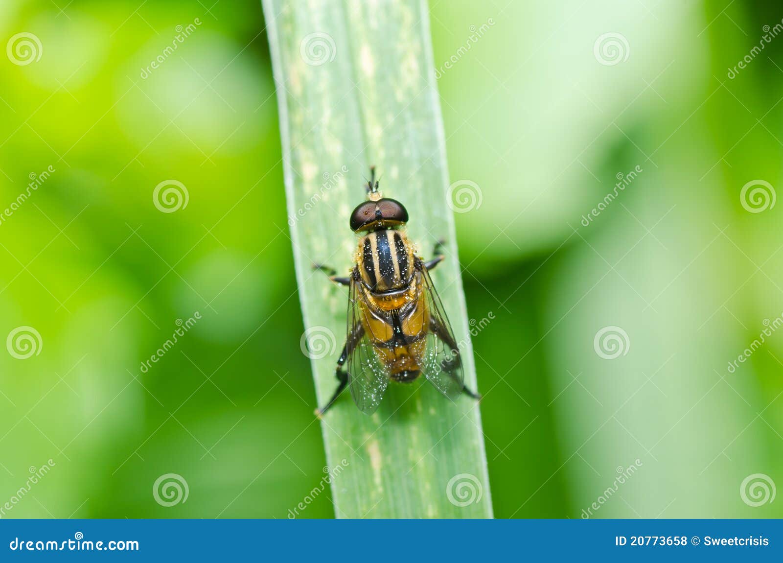 Flower Files or Fruit Flies in Green Nature Stock Photo Image of