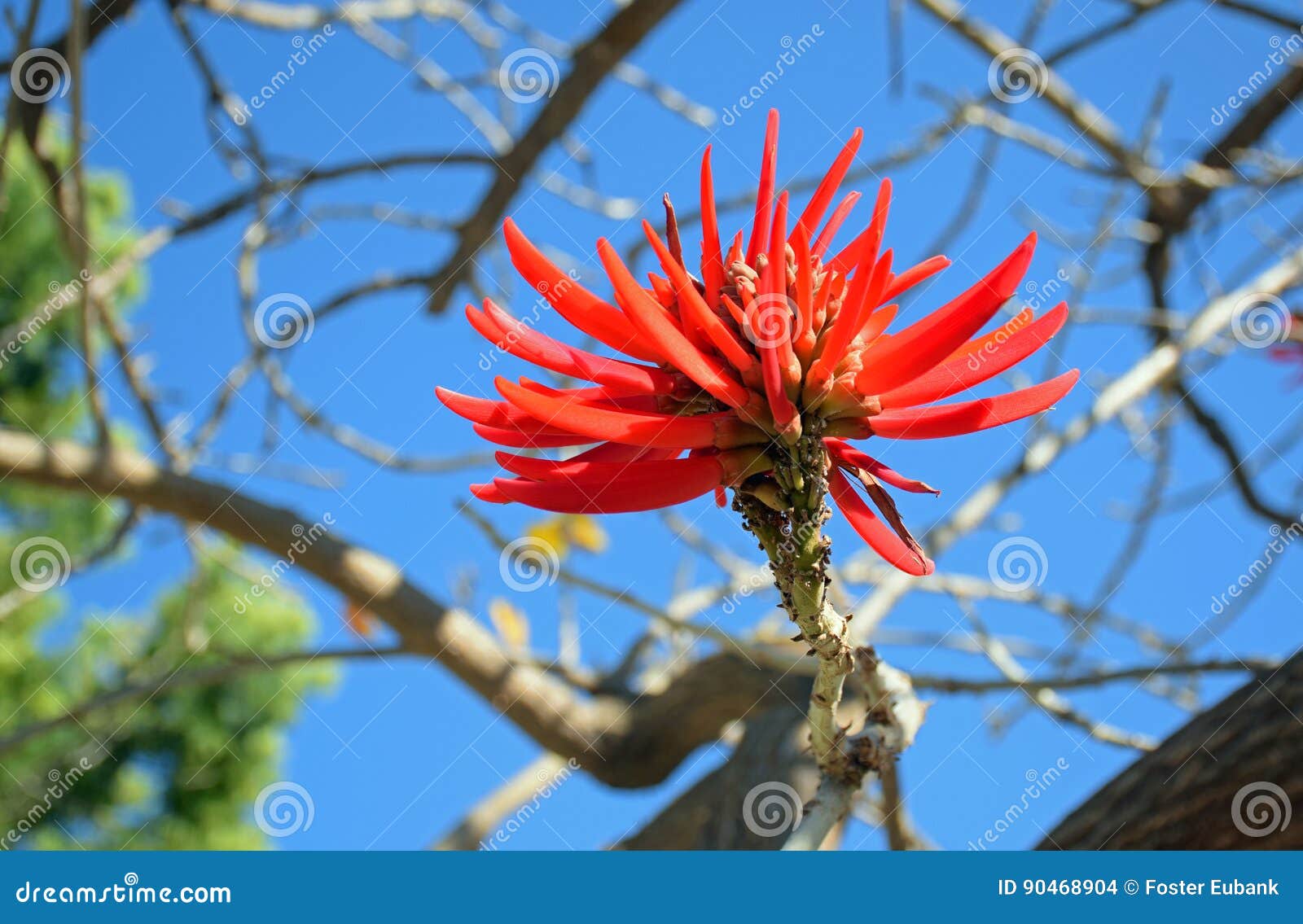 flower of the flame coral tree in laguna woods, califonia.