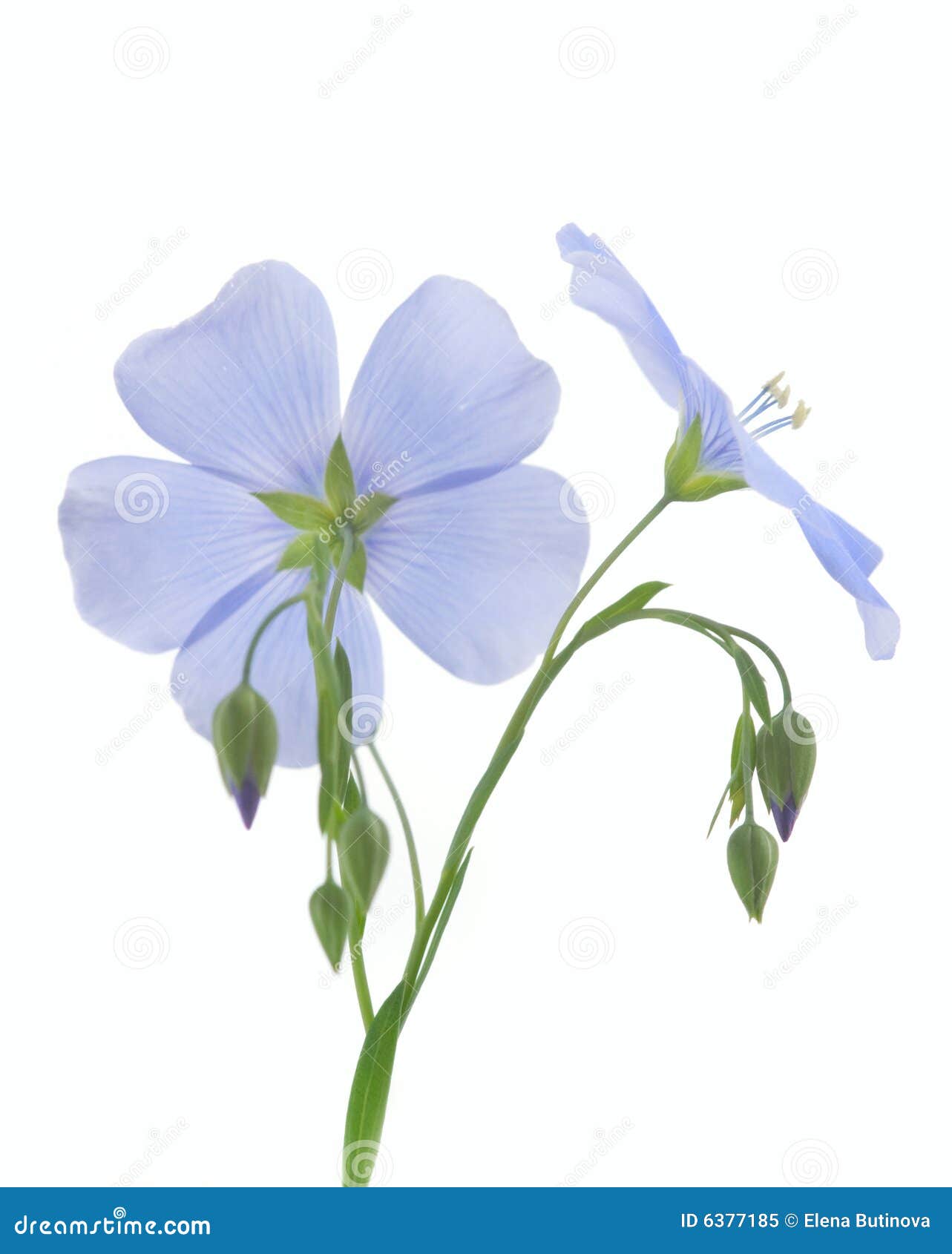 Flower of flax stock image. Image of horizontal, green - 6377185