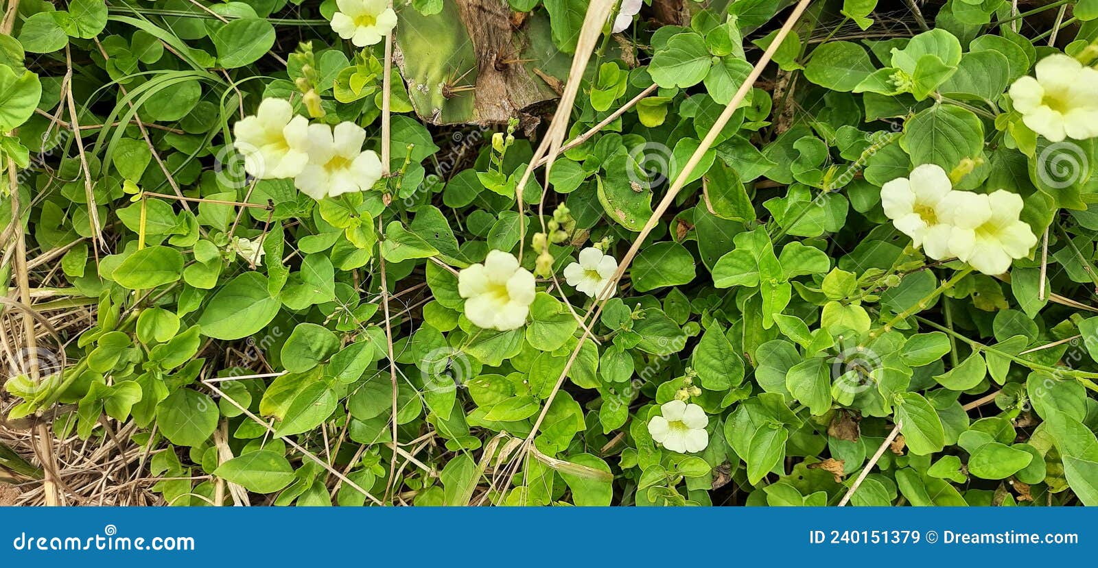 flower flor silvestre wild flower creeper