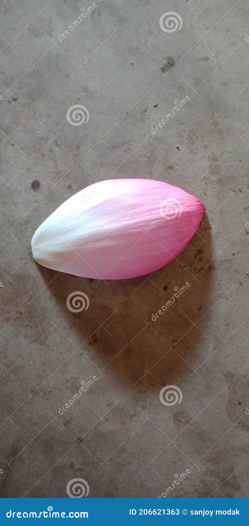 Flower in flour stock image. Image of lotus, beautiful 206621363