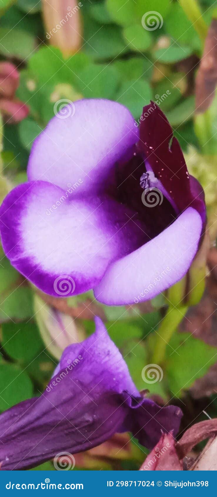 FLOWER of Floor Plants in the Forest Areas in India Stock Photo Image