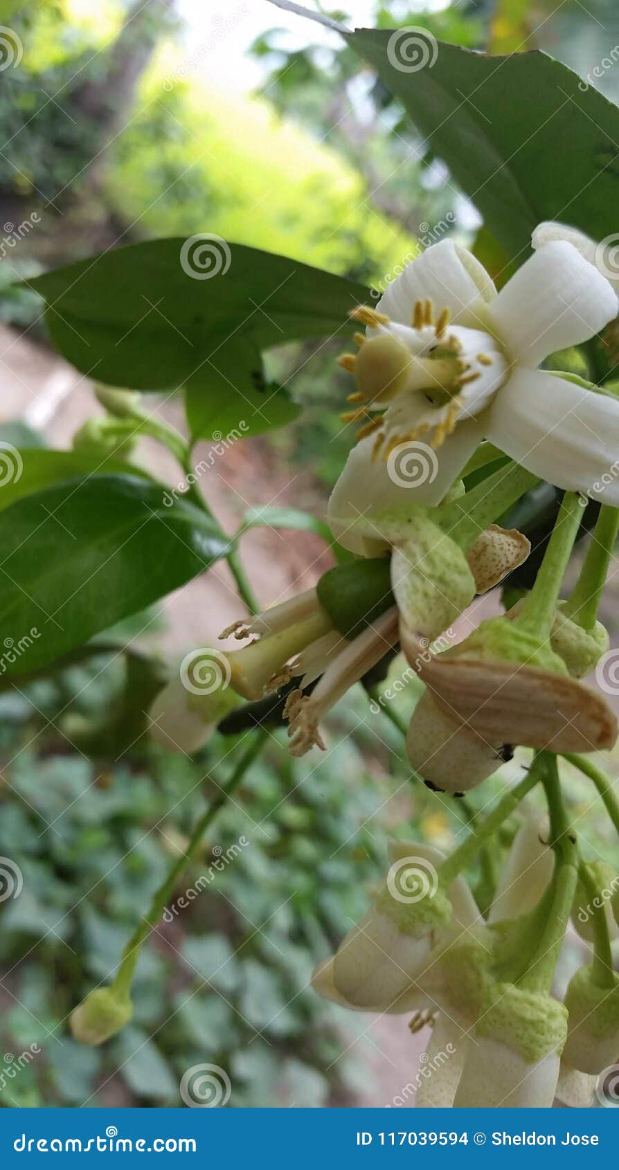 Flower stock photo. Image of beauty, nature, white, hanging 117039594