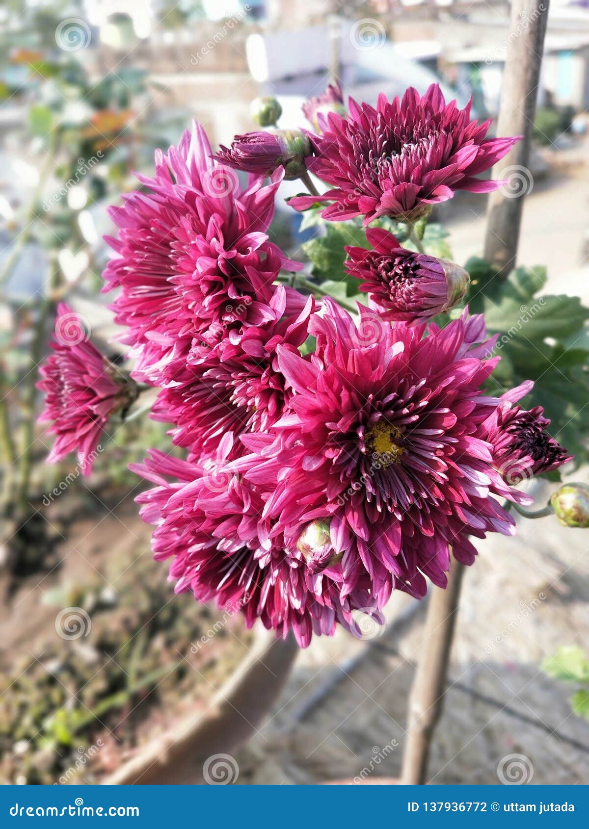 Flower stock photo. Image of village, flower, india 137936772