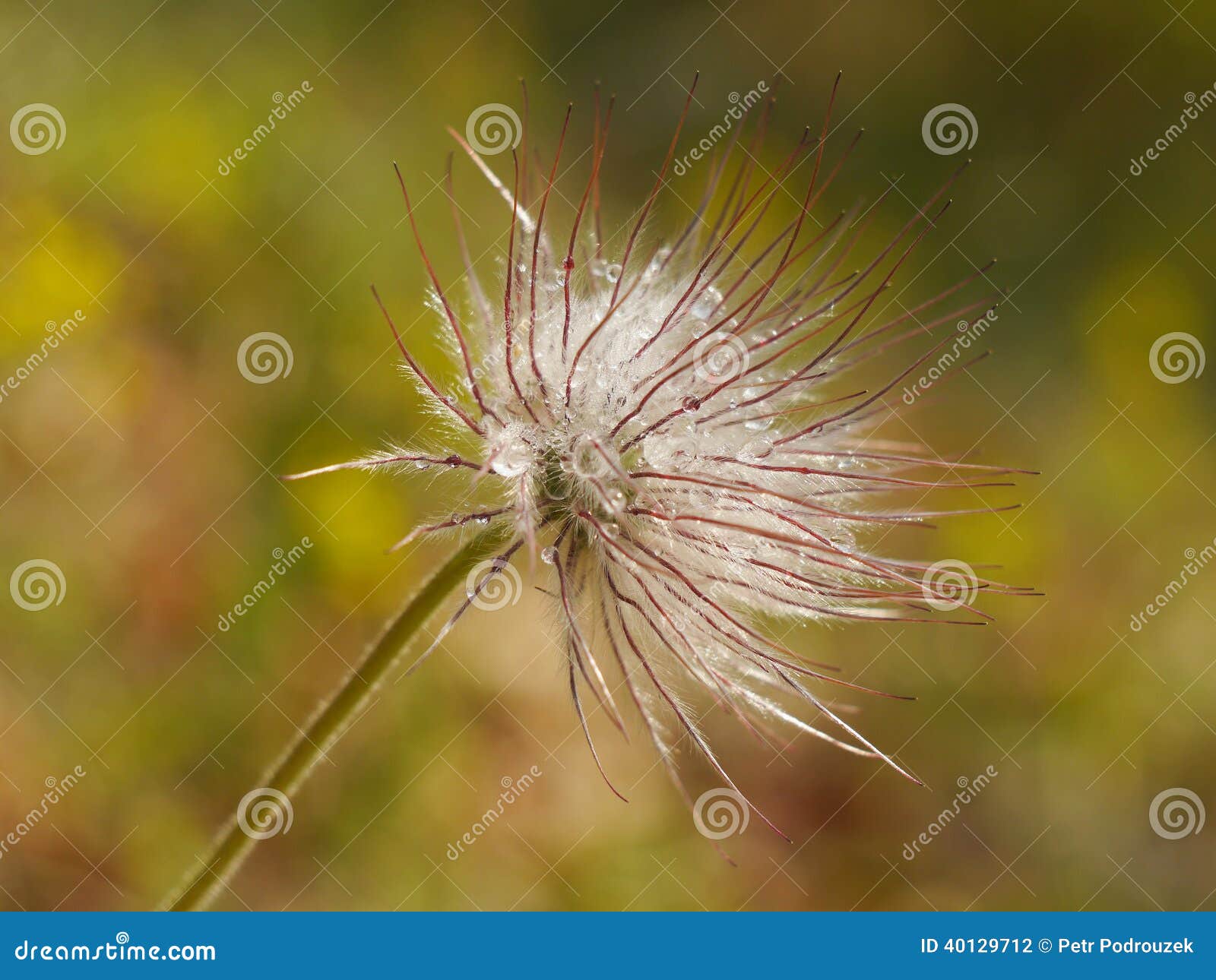 Flower fluff stock photo. Image of background, close 40129712