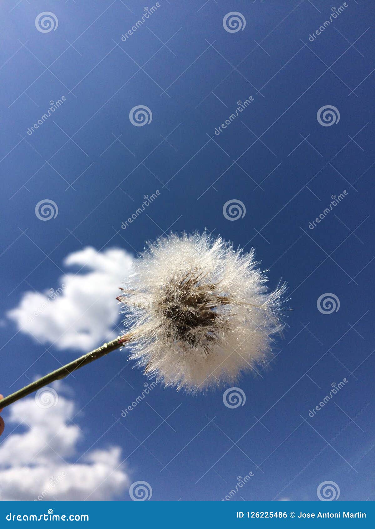 A flower flying stock photo. Image of cloud, dandelion 126225486