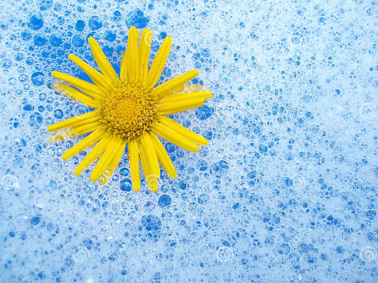 Flower in foam stock image. Image of plant, float, natural 1144267