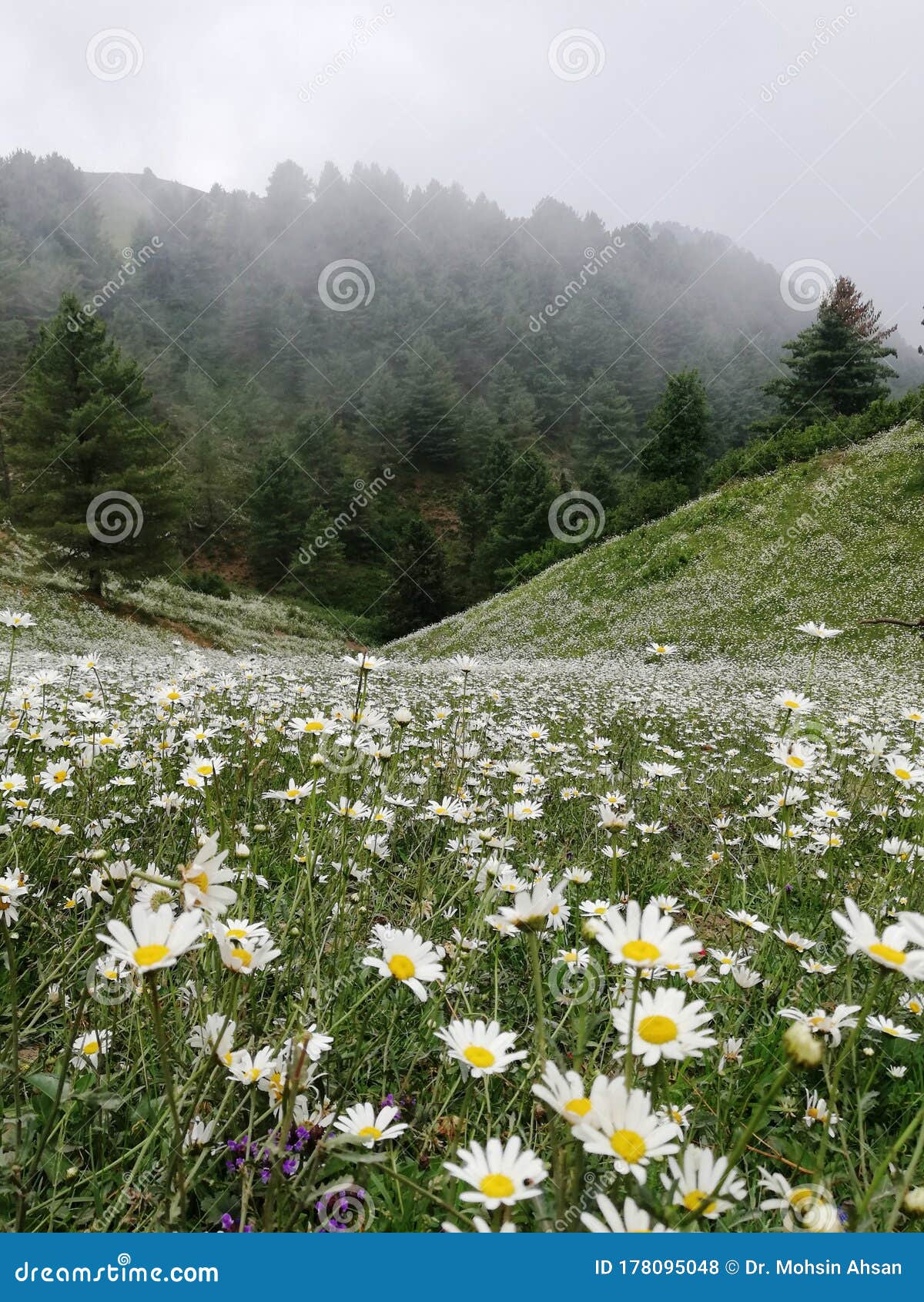 Flower and Fog and Solid Back Ground Stock Photo Image of cucumber