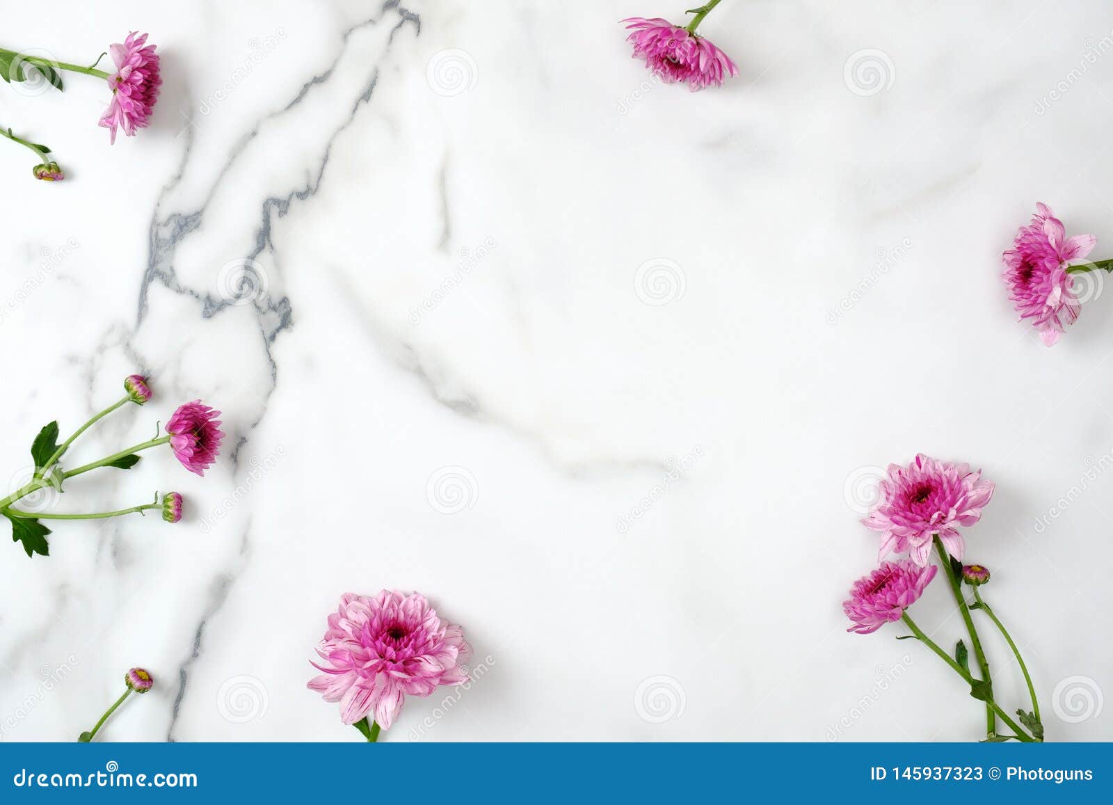 Flower Frame Concept. Pink Daisy Flowers Head Scattered on Marble ...