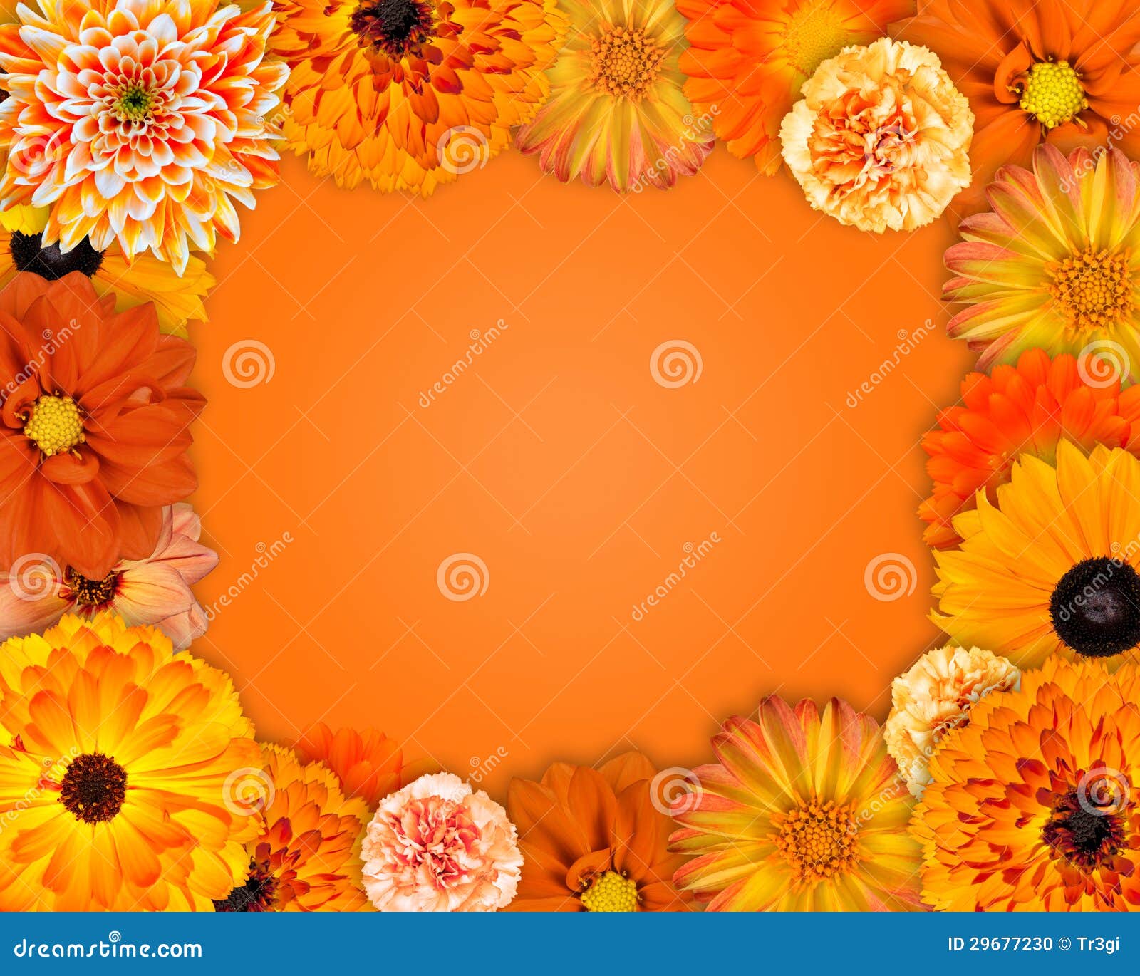 Flower Frame With Orange Flowers Stock Photo Image 29677230