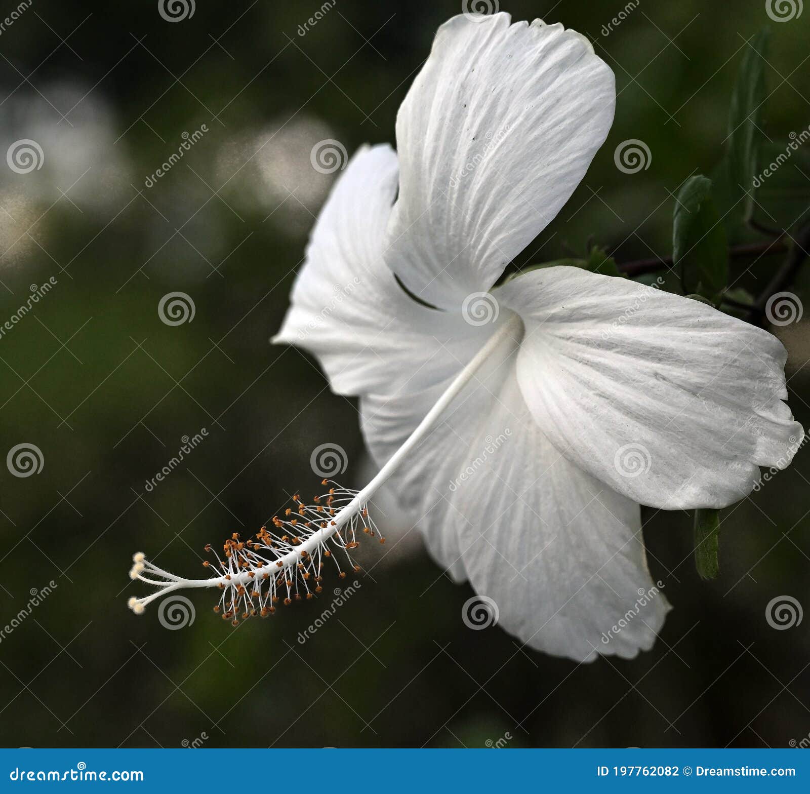 Flower in French Polynesia stock photo. Image of view 197762082