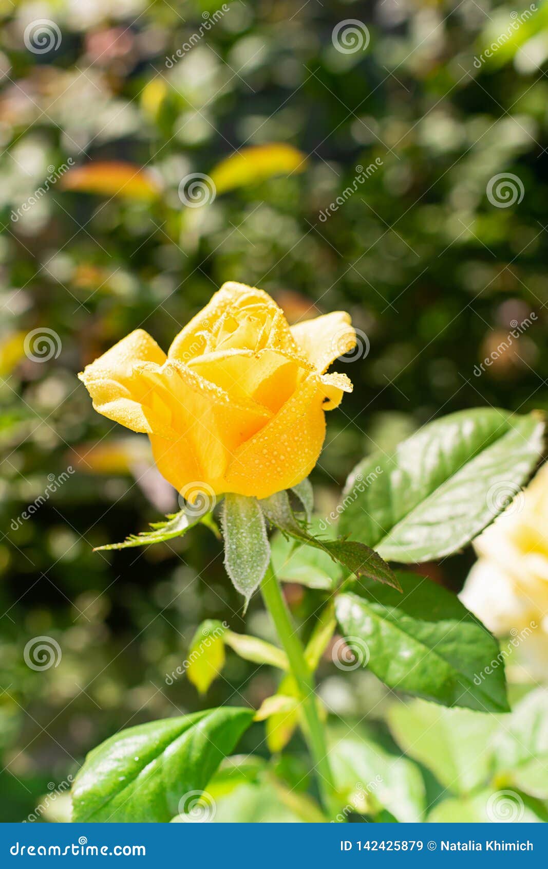 Flower of Fresh Yellow Rose on a Background of Green Leaves. Selective