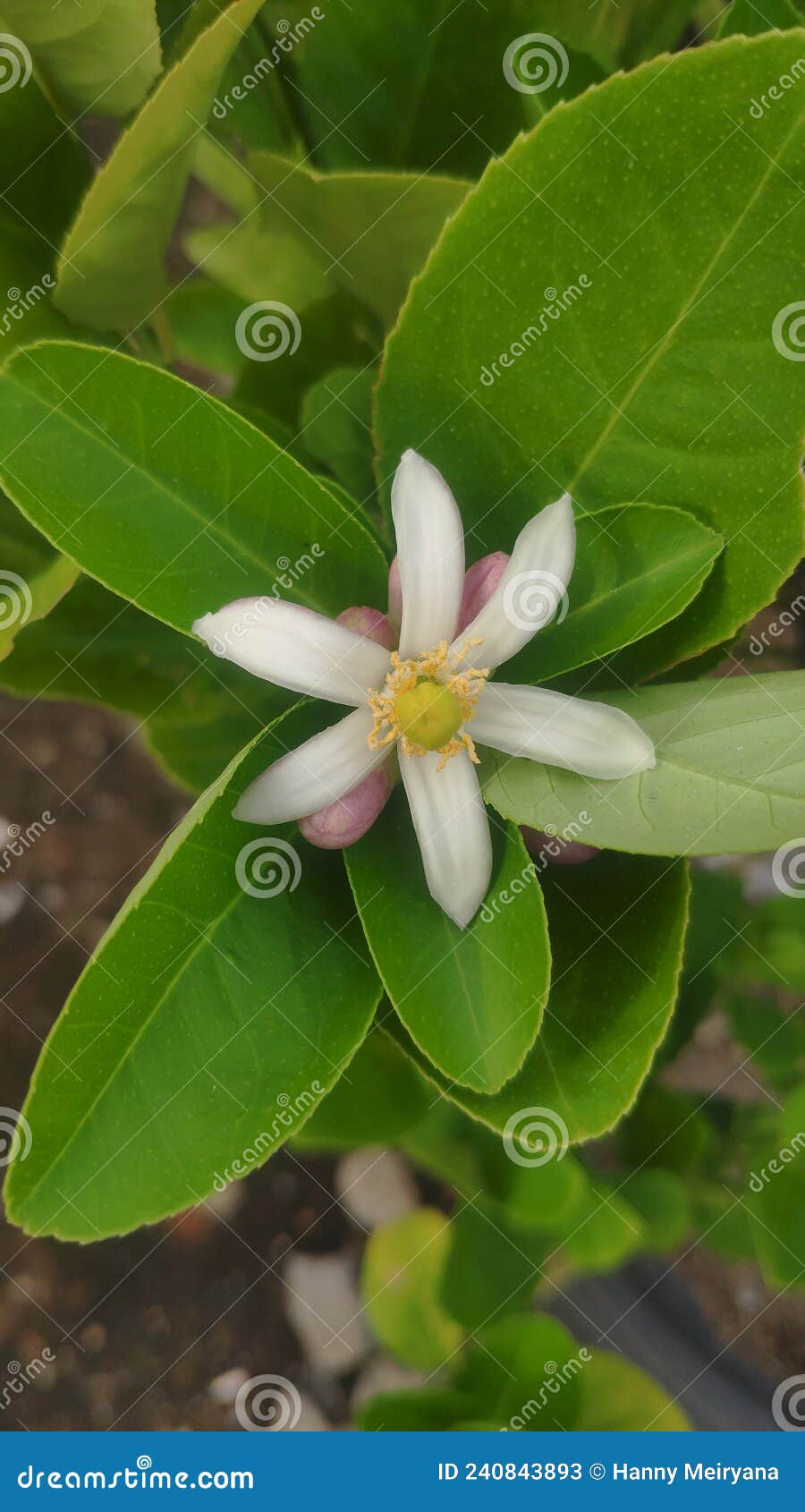 Flower before Fruit Guava Leave Plant Stock Image Image of flower, plant 240843893