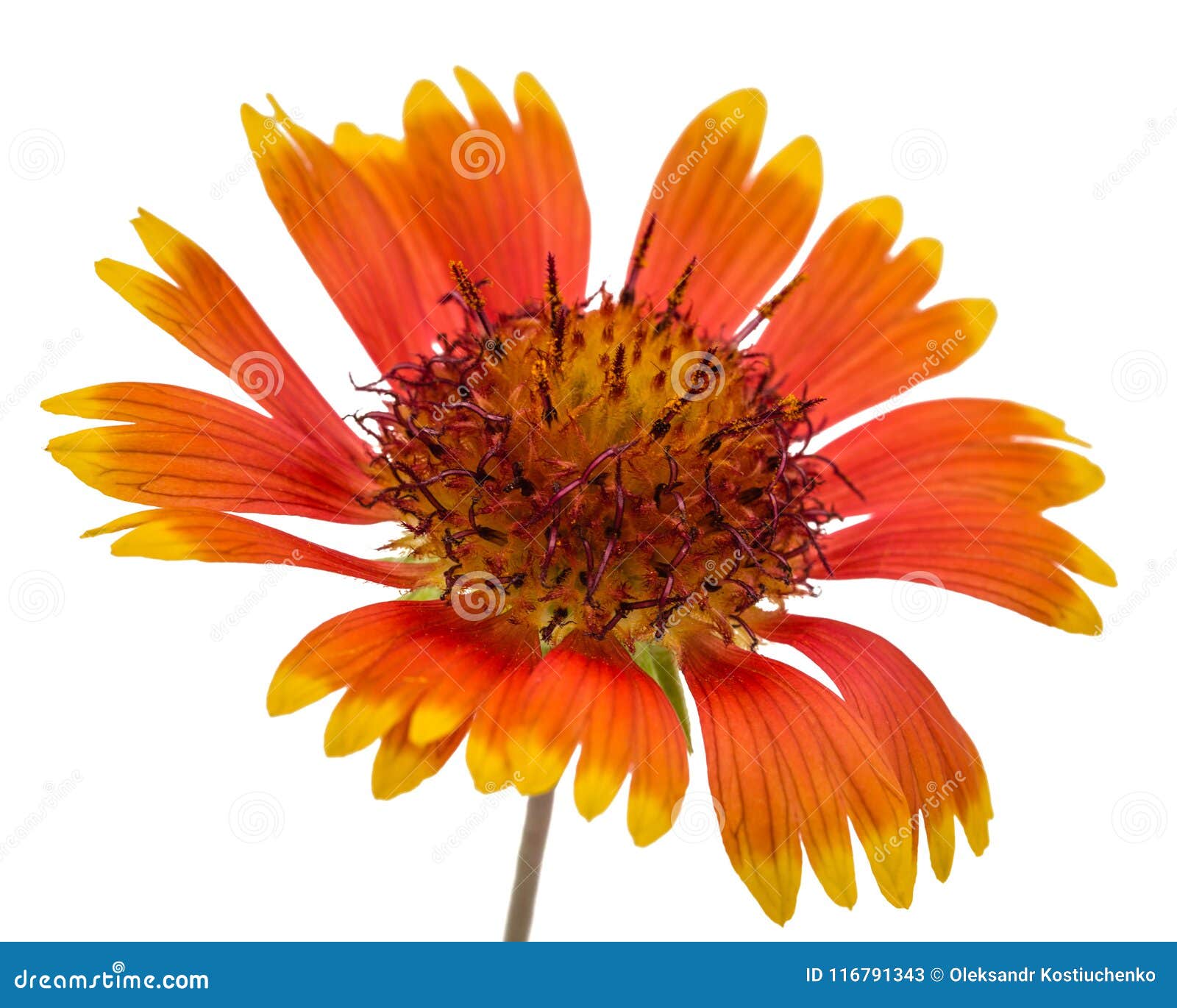 Flower of Gaillardia, Isolated on White Background Stock Image Image