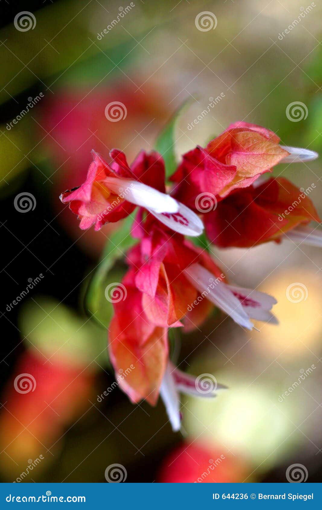 Flower in gainesville stock photo. Image of flowers, garden 644236