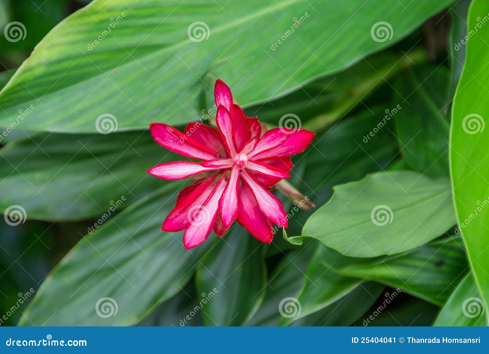 Red flower of galanga on green background
