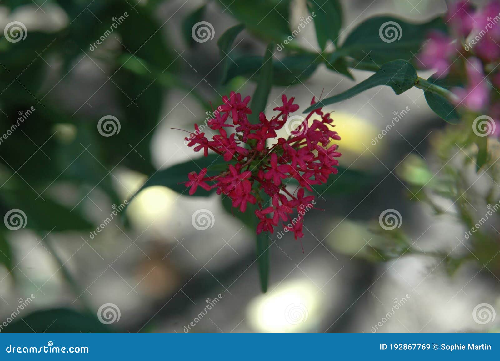 flower of the garden