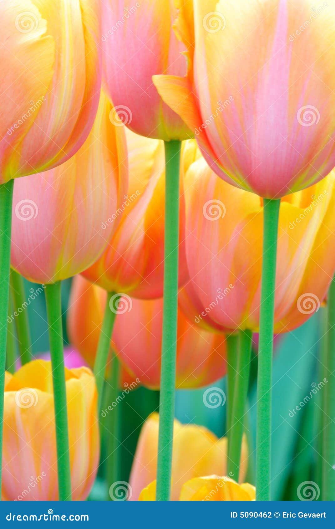 Flower garden stock photo. Image of colorful, beautiful - 5090462