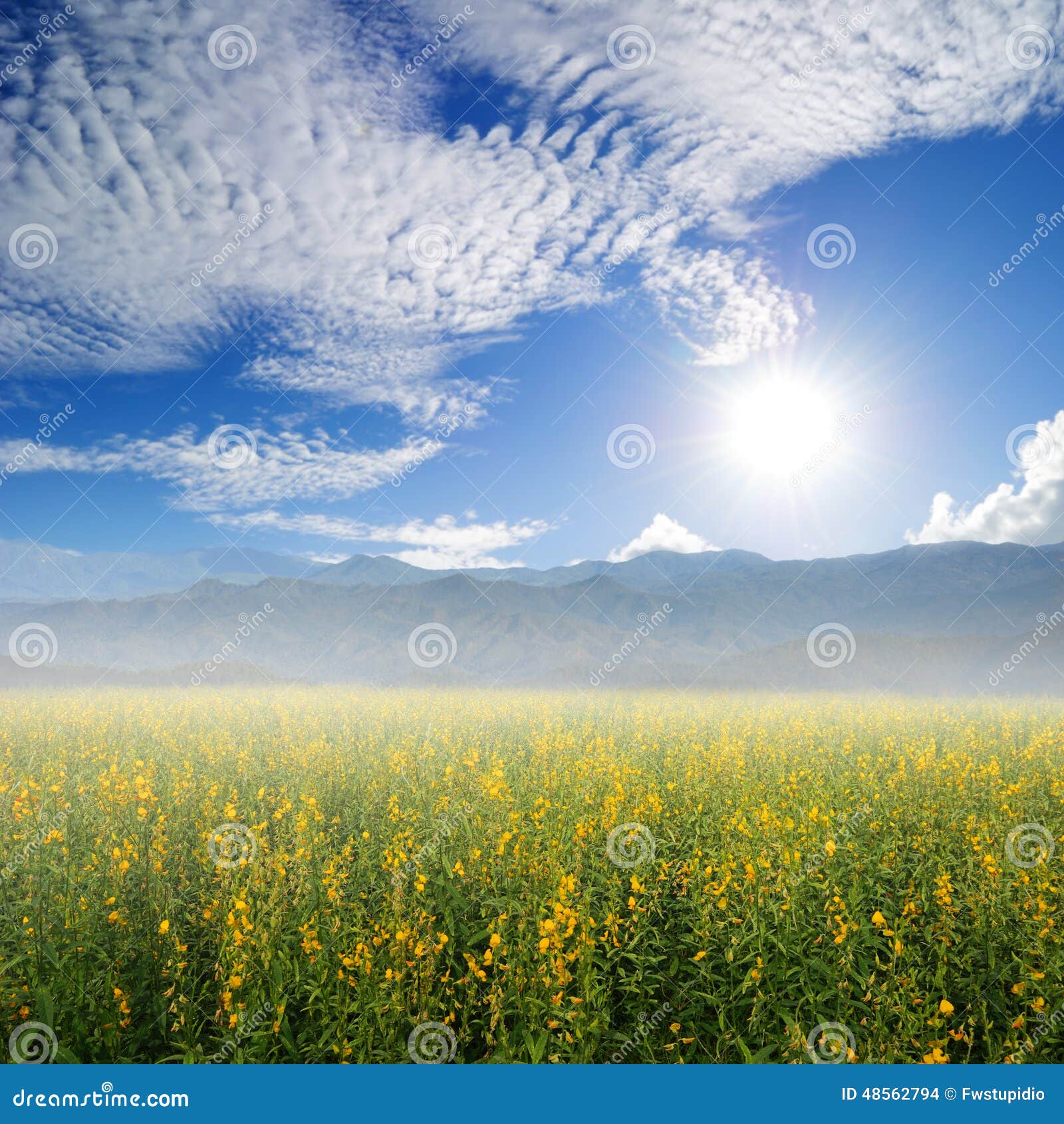 Flower Garden and Blue Sky for Background Stock Photo Image of nimbus