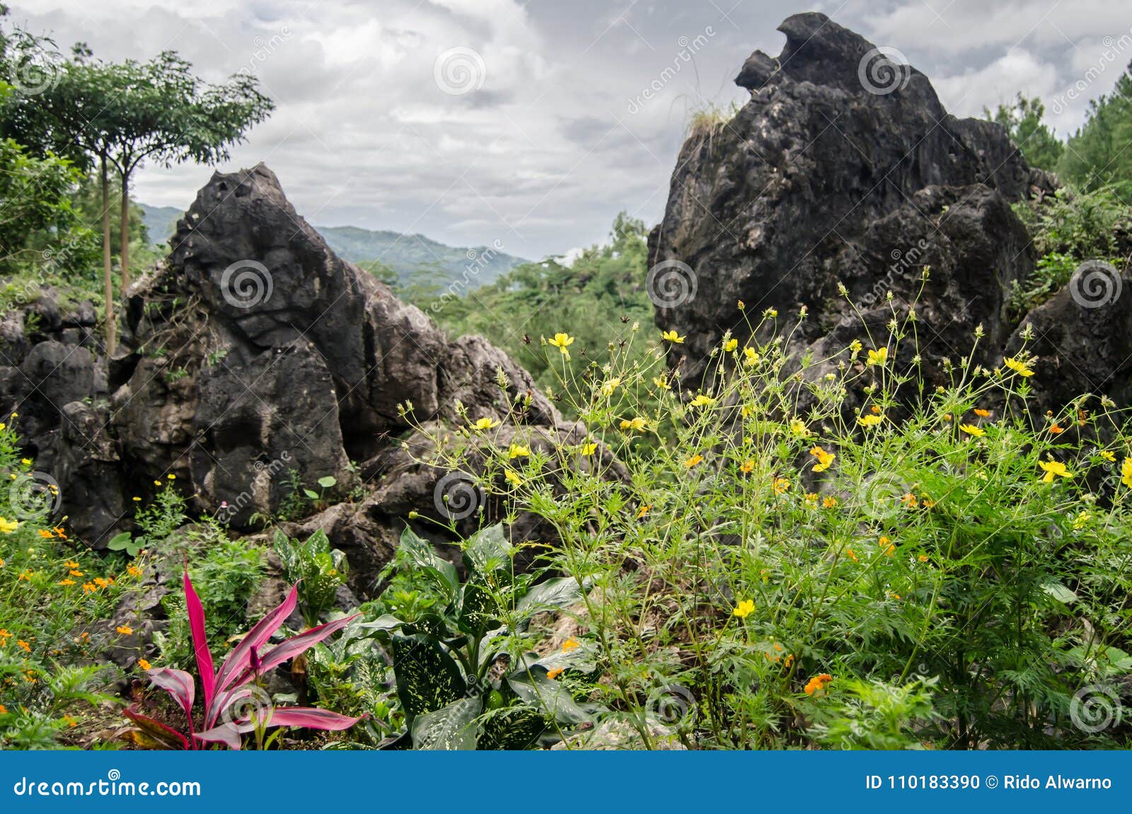 Flower garden on the cliff stock photo. Image of cliffs 110183390