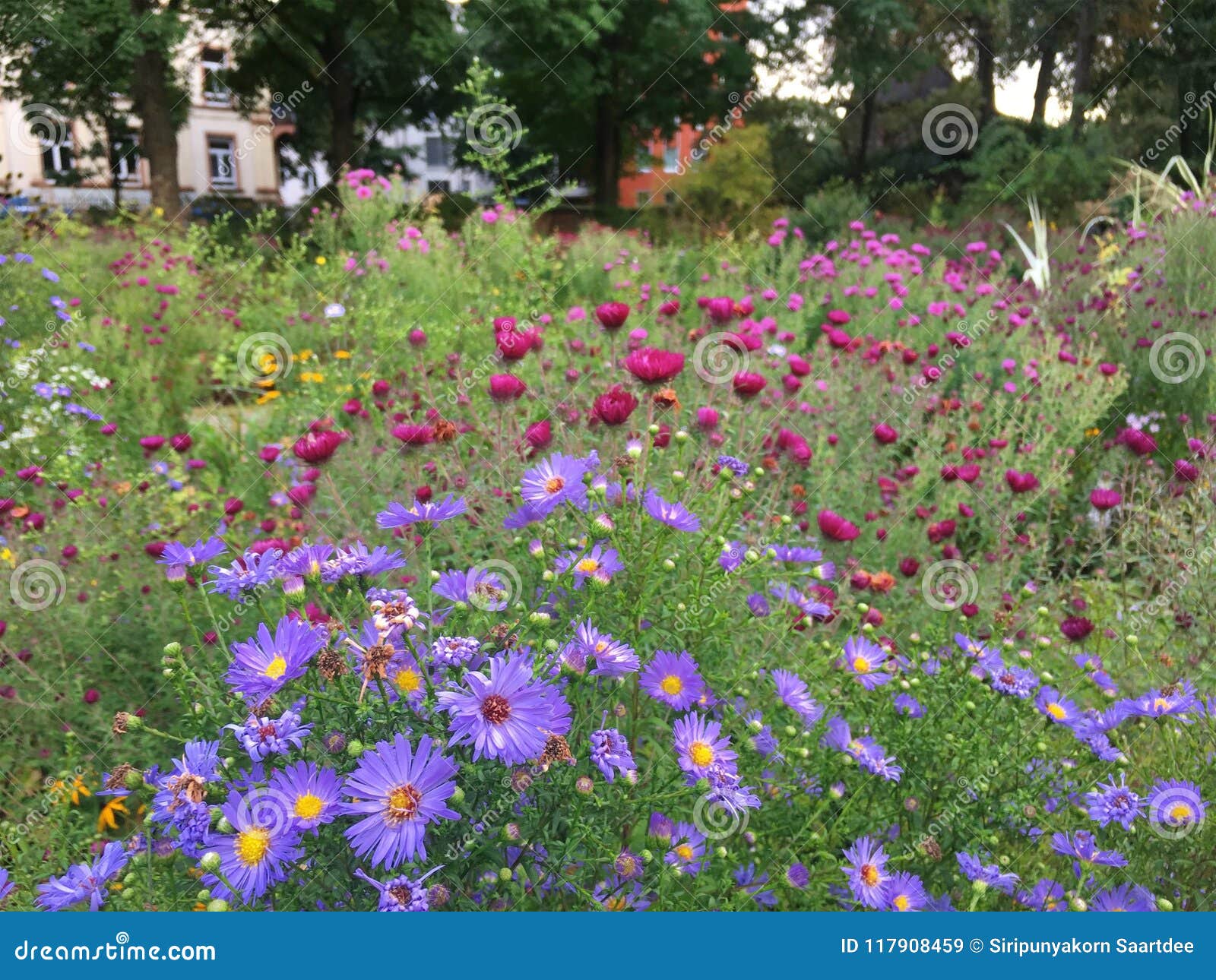 Flower Garden , Frankfurt ,Germany Stock Image Image of botany, bush