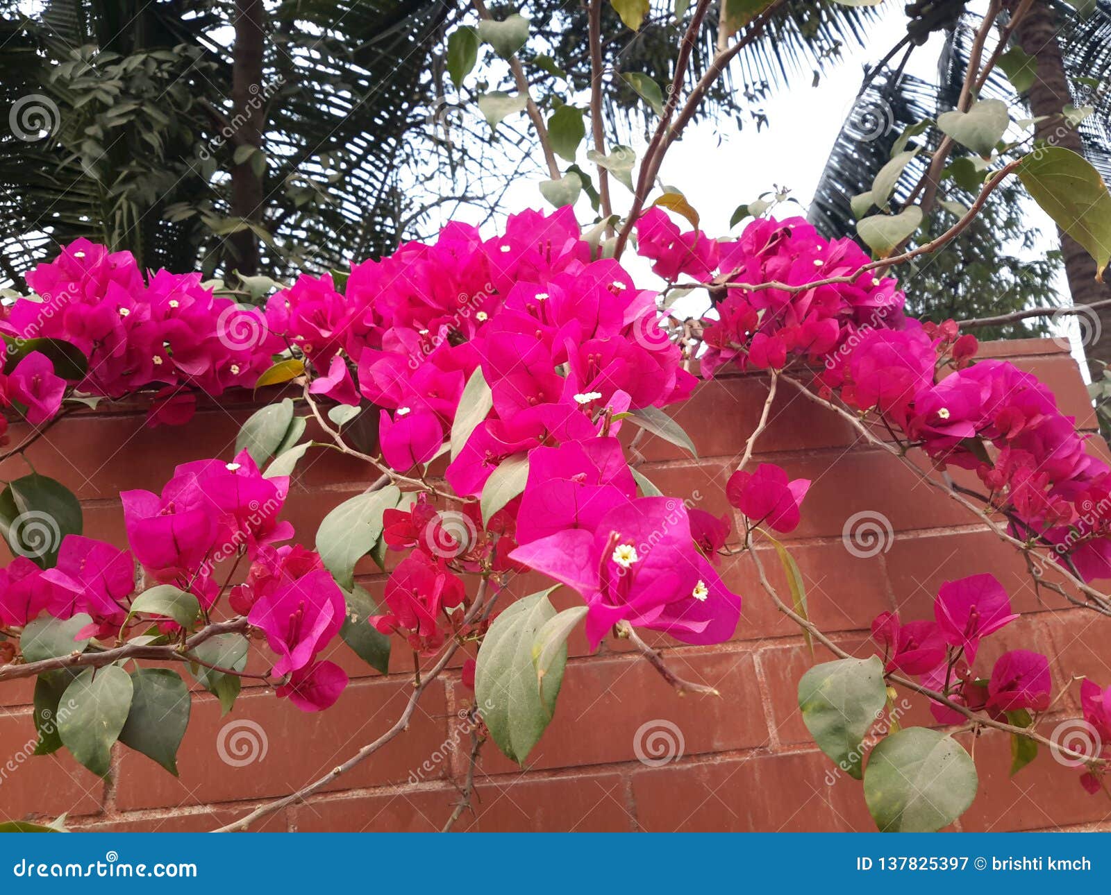 Gate flowers stock image. Image of gate, daytime, flowers 137825397